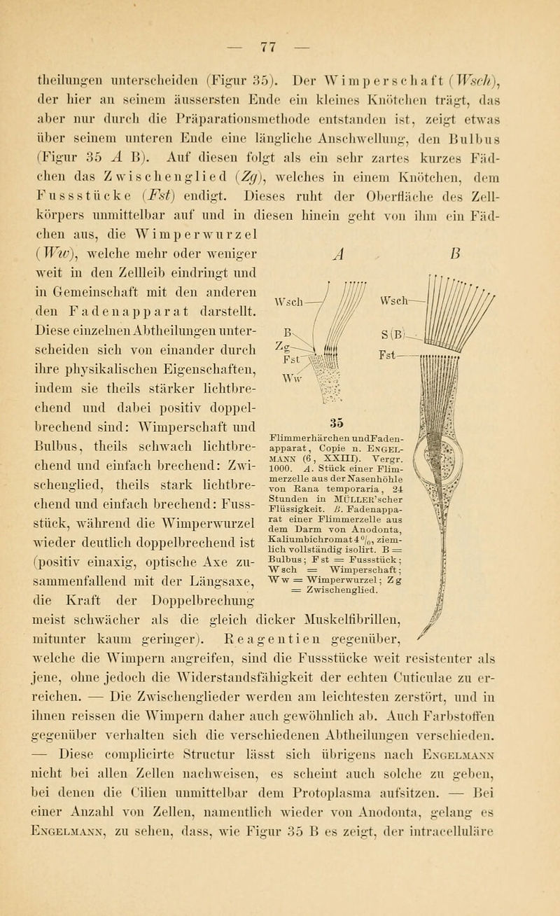 theilungen unterscheiden (Figur 35j. Der Wimp erschaff (Wsch), »In- hier an seinem äussersten Ende ein kleines Knötchen trägt, das aber nur durch die Präparationsmethode entstanden ist. zeigt etwas über seinem unteren Ende eine längliche Anschwellung, den Bulbus (Figur 35 A B). Auf diesen folgt als ein sehr zartes kurzes Fäd- chen das Zwischenglied (Zg), welches in einem Knötchen, dem Fussstücke (Fst) endigt. Dieses ruht der Oberfläche des Zell- körpers unmittelbar auf und in diesen hinein geht von ihm ein Fäd- chen aus, die Wimperwurzel A B Wsch (Ww), welche mehr oder weniger weit in den Zellleib eindringt und in Gemeinschaft mit den anderen den Fadenapparat darstellt. Diese einzelnen Abtheilungen unter- scheiden sich von einander durch ihre physikalischen Eigenschaften, indem sie theils stärker lichtbre- chend und dabei positiv doppel- brechend sind: Wimperschaft und Bulbus, theils schwach lichtbre- chend und einfach brechend: Zwi- schenglied, theils stark lichtbre- chend und einfach brechend: Fuss- stück, während die Wimperwurzel wieder deutlieh doppelbrechend ist (positiv einaxig, optische Axe zu- sammenfallend mit der Längsaxe, die Kraft der Doppelbrechung meist schwächer als die gleich dicker Muskelfibrillen, mitunter kaum geringer). Reagentien gegenüber, ' welche die Wimpern angreifen, sind die Fussstücke weit resistenter als jene, ohne jedoch die Widerstandsfähigkeit der echten Cuticulae zu er- reichen. — Die Zwischenglieder werden am leichtesten zerstört, und in ihnen reissen die Wimpern daher auch gewöhnlich ab. Auch Farbstoffen gegenüber verhalten sich die verschiedenen Abtheilungen verschieden. — Diese complicirte Structur lässt sich übrigens nach Engelmann nicht bei .-dien Zellen nachweisen, es scheint auch solche zu gehen. bei denen die Cilien unmittelbar dem Protoplasma aufsitzen. — Bei einer Anzahl von Zellen, namentlich wieder von Anodonta, gelang es Engelmann, zu sehen, dass, wie Figur 35 B es zeigt, der intracelluläre 35 Flimnierhärchen undFaden- apparat, Copie n. Engel- MA*TJ (6, XXTTI). Vergr. 1000. A. Stück einer Flim- merzelle aus der Nasenhöhle von Rana temporaria, 24, Stunden in MÜLLER'scher Flüssigkeit. B. Fadenappa- rat einer Flimmerzelle aus dem Darm von Anodonta, Kaliumbichromat4°/0, ziem- lich vollständig isolirt. B = Bulbus; Fst = Fussstück; W seh = Wimperschaft; Ww = Wimperwurzel; Zg = Zwischenglied.