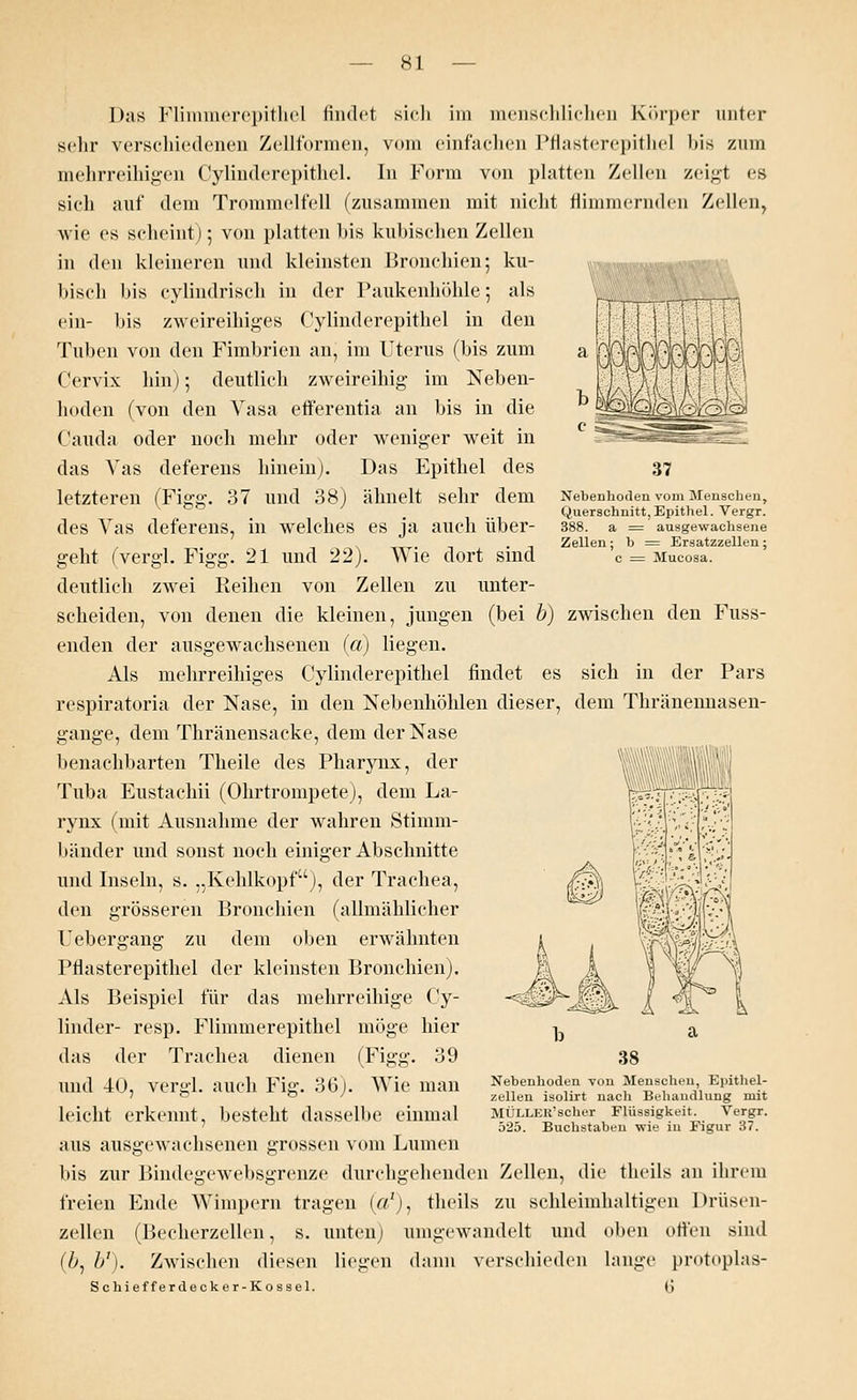 37 Nebenhoden vom Menschen, Querschnitt,Epithel. Vergr. 388. a = ausgewachsene Zellen; h = Ersatzzellen; c = Mucosa. Das Flimmerepithel findet sich im menschlichen Körper unter sehr verschiedenen Zellformen, vom einfachen Pflasterepithel bis zum mehrreihigen Cylinderepithel. In Form von platten Zellen zeigt es sich auf dem Trommelfell (zusammen mit nicht flimmernden Zellen, wie es scheint); von platten bis kubischen Zellen in den kleineren und kleinsten Bronchien; ku- bisch bis cylindrisch in der Paukenhöhle; als ein- bis zweireihiges Cylinderepithel in den Tuben von den Fimbrien an, im Uterus (bis zum Cervix hin); deutlich zweireihig im Neben- hoden (von den Vasa efferentia an bis in die Cauda oder noch mehr oder weniger weit in das Vas deferens hinein). Das Epithel des letzteren (Figg. 37 und 38) ähnelt sehr dem des Vas deferens, in welches es ja auch über- geht (vergl. Figg. 21 und 22). Wie dort sind deutlieh zwei Reihen von Zellen zu unter- scheiden, von denen die kleinen, jungen (bei b) zwischen den Fuss- enden der ausgewachsenen (a) liegen. Als mehrreihiges Cylinderepithel findet es sich in der Pars respiratoria der Nase, in den Nebenhöhlen dieser, dem Thränennasen- gange, dem Thränensacke, dem der Nase benachbarten Theile des Pharynx, der Tuba Eustachii (Ohrtrompete), dem La- rynx (mit Ausnahme der wahren Stimm- bänder und sonst noch einiger Abschnitte und Inseln, s. „Kehlkopf), der Trachea, den grösseren Bronchien (allmählicher Uebergang zu dem oben erwähnten Pflasterepithel der kleinsten Bronchien). Als Beispiel für das mehrreihige Cy- linder- resp. Flimmerepithel möge hier ^ das der Trachea dienen (Figg. 39 38 und 40, vergl. auch Fig. 36j. Wie man leicht erkennt, besteht dasselbe einmal ;ius ausgewachsenen grossen vom Lumen bis zur Bindegewebsgrenze durchgehenden Zellen, die theils an ihrem freien Ende Wimpern tragen («'), theils zu schleimhaltigen Drüsen- zellen (Becherzellen, s. unten) umgewandelt und oben offen sind (bj b'). Zwischen diesen liegen dann verschieden lange protoplas- Schieff erdecker-Kossel. (> Nebenhoden von Menschen, Epithel- zellen isolirt nach Behandlung mit MÜLLKK'scher Flüssigkeit. Vergr. 525. Buchstaben wie in Figur 37.