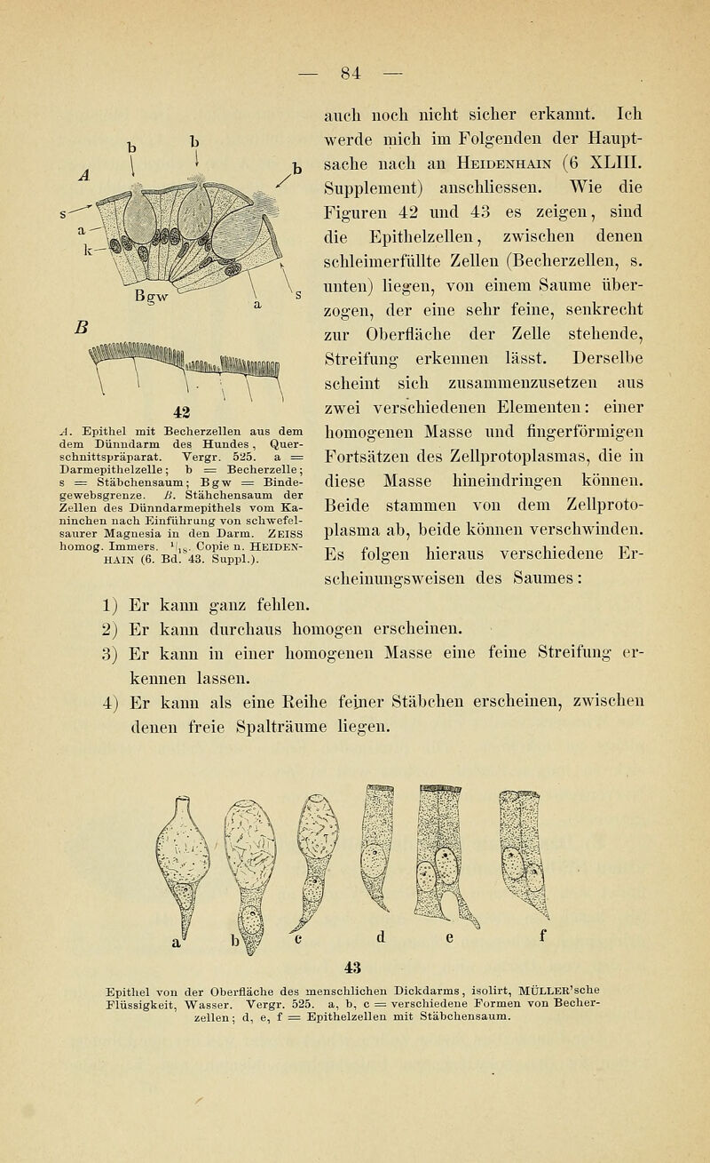 auch noch nicht sicher erkannt. Ich werde mich im Folgenden der Haupt- sache nach an Heidenhain (6 XLIII. Supplement) anschliessen. Wie die Figuren 42 und 43 es zeigen, sind die Epithelzellen, zwischen denen schleimerfüllte Zellen (Becherzellen, s. unten) liegen, von einem Saume über- zogen, der eine sehr feine, senkrecht zur Oberfläche der Zelle stehende, Streifung erkennen lässt. Derselbe scheint sich zusammenzusetzen aus zwei verschiedenen Elementen: einer homogenen Masse und fingerförmigen Fortsätzen des Zellprotoplasmas, die in diese Masse hineindringen können. Beide stammen von dem Zellproto- plasma ab, beide können verschwinden. Es folgen hieraus verschiedene Er- scheinungsweisen des Saumes: 1) Er kann ganz fehlen. 2) Er kann durchaus homogen erscheinen. 3) Er kann in einer homogenen Masse eine feine Streifung er- kennen lassen. 4) Er kann als eine Reihe feiner Stäbchen erscheinen, zwischen denen freie Spalträume liegen. A. Epithel mit Becherzellen aus dem dem Dünndarm des Hundes, Quer- schnittspräparat. Vergr. 525. a = Darmepithelzelle; b = Becherzelle; s = Stäbchensaum; Bgw = Binde- gewebsgrenze. B. Stähchensaum der Zellen des Dünndarmepithels vom Ka- ninchen nach Einführung von schwefel- saurer Magnesia in den Darm. ZEISS homog. Immers. lj^s. Oopie n. Heiden- HAIN (6. Bd. 43. Suppl.). Epithel von der Oberfläche des menschlichen Dickdarms, isolirt, MÜLLER'sche Flüssigkeit, Wasser. Vergr. 525. a, b, c = verschiedene Formen von Becher- zellen ; d, e, f = Epithelzellen mit Stäbchensaum.