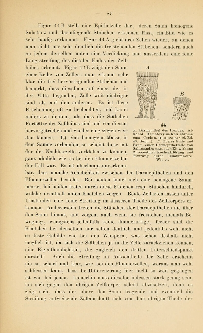 A S?' fl& am 44 A. Darmepithel des Hundes. Al- kohol, Hämatoxylin-Kali chronii- cum. Copie n. HEIDEXHAIX (6. Bd. 43. Suppl.). li. Oberes Ende und Saum einer Darmepithelzelle von Salamandra mac. nach Einwirkung 2procentiger Kochsalzlösung und Eixirung durch Osmiumsäure. Wie A. Figur 44B stellt eine Epithelzelle dar, deren Saum homogene Substanz und darinliegende Stäbchen erkennen lässt, ein Bild wie es sehr häutig vorkommt. Figur 44 A giebt drei Zellen wieder, an denen man nicht nur sein* deutlich die freistehenden Stäbchen, sondern auch an jedem derselben unten eine Verdickung und ausserdem eine feine Längsstreifung des distalen Endes des Zell- leibes erkennt. Figur 42 B zeigt den Saum einer Reihe von Zellen: man erkennt sehr klar die frei hervorragenden Stäbchen und bemerkt, dass dieselben auf einer, der in der Mitte liegenden, Zelle weit niedriger sind als auf den anderen. Es ist diese Erscheinung oft zu beobachten, und kaum anders zu deuten, als dass die Stäbchen Fortsätze des Zellleibes sind und von diesem hervorgetrieben und wieder eingezogen wer- den können. Ist eine homogene Masse in dem Saume vorhanden, so scheint diese mit der der Nachbarzelle verkleben zu können, ganz ähnlich wie es bei den Flimmerzellen der Fall war. Es ist überhaupt unverkenn- bar, dass manche Aehnlichkeit zwischen den Darmepithelien und den Flimmerzellen besteht. Bei beiden findet sich eine homogene Saum- masse, bei beiden treten durch diese Fädchen resp. Stäbchen hindurch, welche eventuell unten Knötchen zeigen. Beide Zellarten lassen unter Umständen eine feine Streifung im äusseren Theile des Zellkörpers er- kennen. Andererseits treten die Stäbchen der Darmepithelien nie über den Saum hinaus, und zeigen, auch wenn sie freistehen, niemals Be- wegung , wenigstens jedenfalls keine flimmerartige, ferner sind die Knötchen bei denselben nur selten deutlich und jedenfalls wohl nicht so feste Gebilde wie bei den Wimpern, was schon deshalb nicht möglich ist, da sich die Stäbchen ja in die Zelle zurückziehen können, eine Eigentümlichkeit, die zugleich den dritten Unterschiedspunkt darstellt. Auch die Streifung im Aussentheile der Zelle erscheint nie so scharf und klar, wie bei den Flimmerzellen, woraus man wohl schliessen kann, dass die Differenzirung hier nicht so weit gegangen ist wie bei jenen. Immerhin niiiss dieselbe indessen stark genug sein, um sich gegen den übrigen Zellkörper scharf abzusetzen, denn es zeigt sich, dass der obere den Saum tragende und eventuell die Streifung aufweisende Zellabschnitt sich von dem übrigen Theile der