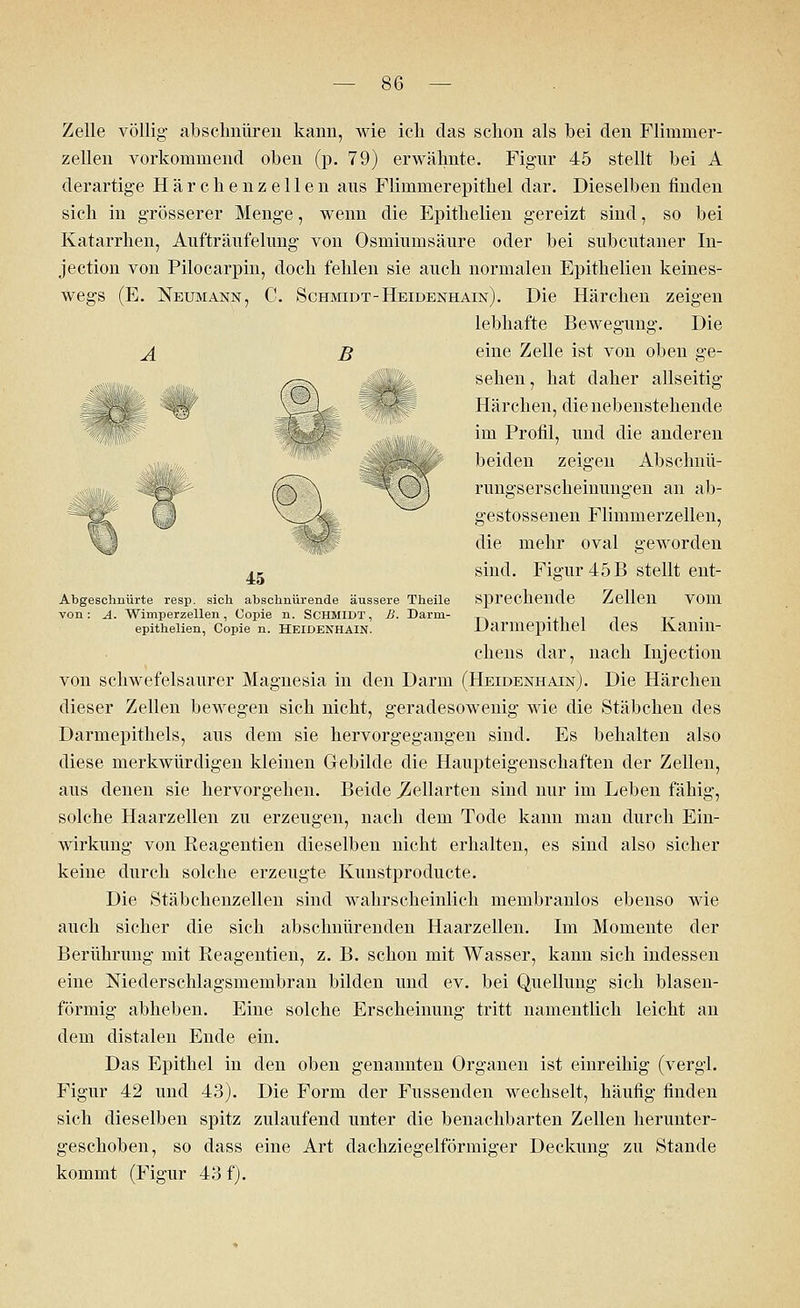 45 Abgeschnürte resp. sich abschnürende äussere Theile von : A. Wimperzellen, Copie n. Schmidt , B. Darrn- epithelien, Copie n. HEIDENHAIN. Zelle völlig abschnüren kann, wie ich das schon als bei den Flimnier- zellen vorkommend oben (p. 79) erwähnte. Figur 45 stellt bei A derartige Härchenzellen aus Flimmerepithel dar. Dieselben finden sich in grösserer Menge, wenn die Epithelien gereizt sind, so bei Katarrhen, Aufträufelung von Osmiumsäure oder bei subcutaner In- jection von Pilocarpin, doch fehlen sie auch normalen Epithelien keines- wegs (E. Neumann, C. Schmidt-Heidenhain). Die Härchen zeigen lebhafte Bewegung. Die A B eine Zelle ist von oben ge- sehen, hat daher allseitig Härchen, die nebenstehende im Profil, und die anderen beiden zeigen Abschnü- rungserscheinungen an ab- gestossenen Flimmerzellen, die mehr oval geworden sind. Figur 45 B stellt ent- sprechende Zellen vom Darmepithel des Kanin- chens dar, nach Injection von schwefelsaurer Magnesia in den Darm (Heidenhain). Die Härchen dieser Zellen bewegen sich nicht, geradesowenig wie die Stäbchen des Darmepithels, aus dem sie hervorgegangen sind. Es behalten also diese merkwürdigen kleinen Gebilde die Haupteigenschaften der Zellen, aus denen sie hervorgehen. Beide jiellarten sind nur im Leben fähig, solche Haarzellen zu erzeugen, nach dem Tode kann man durch Ein- wirkung von Reagentien dieselben nicht erhalten, es sind also sicher keine durch solche erzeugte Kunstproducte. Die Stäbchenzellen sind wahrscheinlich membranlos ebenso wie auch sicher die sich abschnürenden Haarzellen. Im Momente der Berührung mit Reagentien, z. B. schon mit Wasser, kann sich indessen eine Mederschlagsmembrau bilden und ev. bei Quellung sich blasen- förmig abheben. Eine solche Erscheinung tritt namentlich leicht an dem distalen Ende ein. Das Epithel in den oben genannten Organen ist einreihig (vergl. Figur 42 und 43). Die Form der Fussenden wechselt, häufig finden sich dieselben spitz zulaufend unter die benachbarten Zellen herunter- geschoben, so dass eine Art dachziegelförmiger Deckung zu Stande kommt (Figur 43 f).