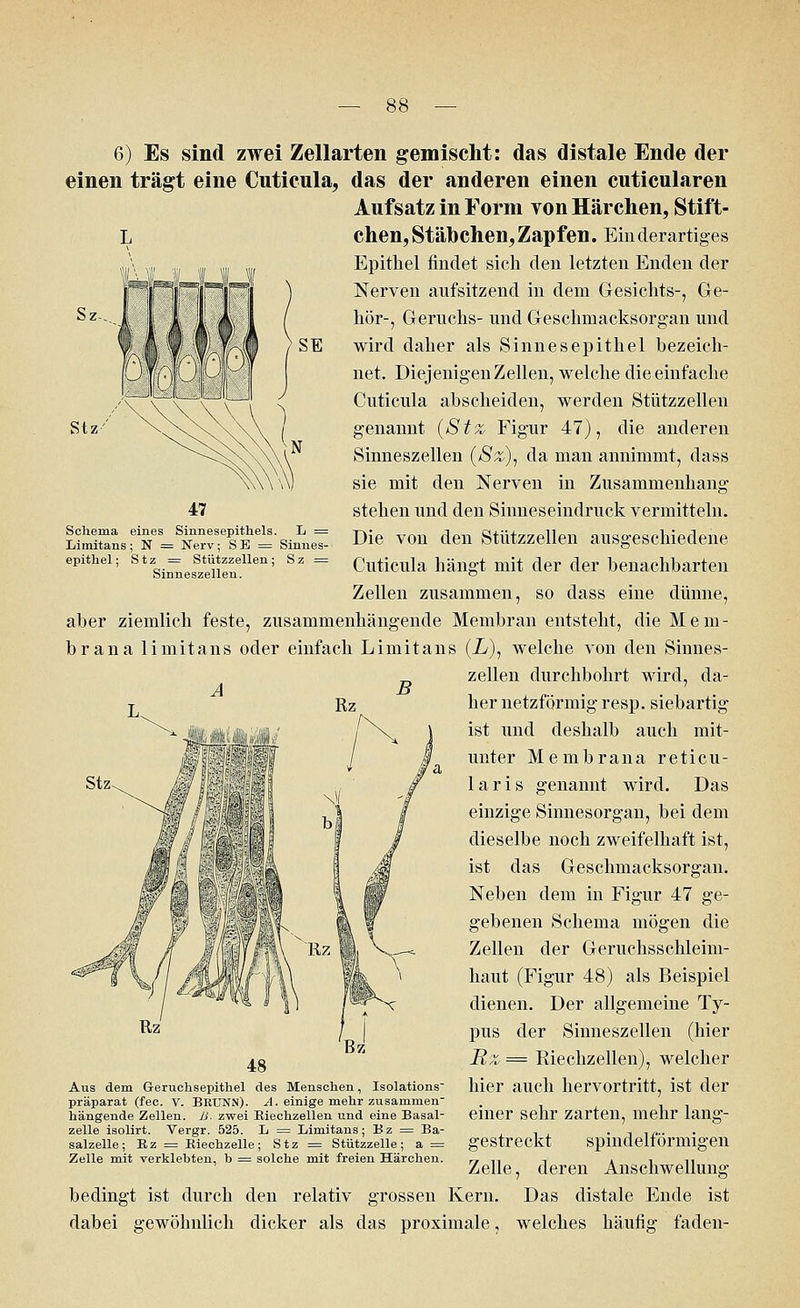 Sz- Stz'' Schema eines Sinnesepitheis. L = Limitans; N = Nerv; S E = Sinnes- epithel; Stz = Stützzellen; Sz = Sinneszellen. 6) Es sind zwei Zellarten gemischt: das distale Ende der einen trägt eine Cuticula, das der anderen einen cuticularen Aufsatz in Form von Härchen, Stift- L chen, Stäbchen, Zapfen. Ein derartiges Epithel findet sich den letzten Enden der Nerven aufsitzend in dem Gesichts-, Ge- hör-, Geruchs- und Geschmacksorgan und wird daher als Sinnesepithel bezeich- net. Diejenigen Zellen, welche die einfache Cuticula abscheiden, werden Stützzellen genannt (Stz Figur 47), die anderen Sinneszellen (Sz), da man annimmt, dass sie mit den Nerven in Zusammenhang stehen und den Sinneseindruck vermitteln. Die von den Stützzellen ausgeschiedene Cuticula hängt mit der der benachbarten Zellen zusammen, so dass eine dünne, aber ziemlich feste, zusammenhängende Membran entsteht, die Mem- brana limitans oder einfach Limitans (X), welche von den Sinnes- _ zellen durchbohrt wird, da- B Rz her netzförmig resp. siebartig ist und deshalb auch mit- unter Membrana reticu- laris genannt wird. Das einzige Sinnesorgan, bei dem dieselbe noch zweifelhaft ist, ist das Geschmacksorgan. Neben dem in Figur 47 ge- gebenen Schema mögen die Zellen der Geruchsschleim- haut (Figur 48) als Beispiel dienen. Der allgemeine Ty- pus der Sinneszellen (hier Rz = Riechzellen), welcher hier auch hervortritt, ist der einer sehr zarten, mehr lang- gestreckt spindelförmigen Zelle, deren Anschwellung bedingt ist durch den relativ grossen Kern. Das distale Ende ist dabei gewöhnlich dicker als das proximale, welches häufig faden- Aus dem Geruchsepithel des Menschen, Isolations Präparat (fec. V. BRUNN). A. einige mehr zusammen- hängende Zellen. B. zwei Kiechzellen und eine Basal- zelle isolirt. Vergr. 525. L = Limitans; Bz = Ba- salzelle; B.z = Biechzelle; Stz = Stützzelle; a = Zelle mit verklebten, b = solche mit freien Härchen.