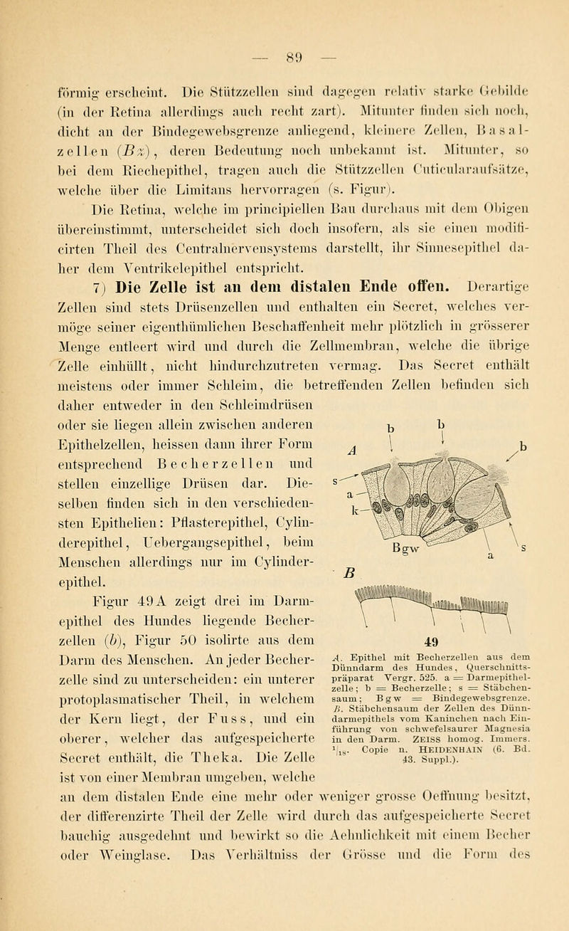 förmig erscheint. Die Stützzellen sind dagegen relativ starke Gebilde (in der Retina allerdings auch recht zart). Mitunter linden sich noch, dicht an der Bindegewebsgrenze anliegend, kleinere Zellen, Basal- zellen (B%), deren Bedeutung- noch unbekannt ist. Mitunter, so bei dem Riechepithel, tragen auch die Stützzellen Cuticularaufsätze, welche über die Limitans hervorragen (s. Figur). Die Retina, welche im principiellen Bau durchaus mit dem Obigen übereinstimmt, unterscheidet sich doch insofern, als sie einen modifi- cirten Theil des Centralnervensystems darstellt, ihr Sinnesepithel da- her dem Ventrikelepithel entspricht. 7) Die Zelle ist sin dem distalen Ende offen. Derartige Zellen sind stets Drüsenzellen und enthalten ein Secret, welches ver- möge seiner eigenthümlichen Beschaffenheit mehr plötzlich in grösserer Menge entleert wird und durch die Zellmembran, welche die übrige Zelle einhüllt, nicht hindurchzutreten vermag. Das Secret enthält meistens oder immer Schleim, die betreffenden Zellen befinden sich daher entweder in den Schleimdrüsen oder sie liegen allein zwischen anderen Epithelzellen, heissen dann ihrer Form entsprechend Becherzellen und stellen einzellige Drüsen dar. Die- selben finden sich in den verschieden- sten Epithelien: Pflasterepithel, Cylin- derepithel, Uebergangsepithel, beim Menschen allerdings nur im Cylinder- epithel. Figur 49 A zeigt drei im Darm- epithel des Hundes liegende Becher- zellen (ö), Figur 50 isolirte aus dem Darm des Menschen. An jeder Becher- zelle sind zu unterscheiden: ein unterer protoplasmatischer Theil, in welchem der Kern liegt, der F u s s , und ein oberer, welcher das aufgespeicherte Secret enthält, die Thekä. Die Zelle ist von einer Membran umgeben, welche an dem distalen Ende eine mehr oder weniger grosse Oeflnung besitzt. der dift'erenzirte Theil der Zelle wird durch das aufgespeicherte Secret bauchig ausgedehnt und bewirkt so die Aehnlichkeit mit einem Becher oder Weinglase. Das Verhältniss der Grösse und die Form des B \\\ik~'- 49 ^•l. Epithel mit Becherzellen aus dem Dünndarm des Hundes, Querschnitts- präparat Vergr. 525. a = Darniepithel- zelle; b = Becherzelle; s = Stäbchen- saum; Bgw = Bindegewebsgrenze. B. Stäbchensaum der Zellen des Dünn- darmepithels vom Kaninchen nach Ein- führung von schwefelsaurer Magnesia in den Darm. ZEISS liomog. Immers. 1\1S. Copie n. HEIDKNHAlX (G. Bd. 43. Suppl.).
