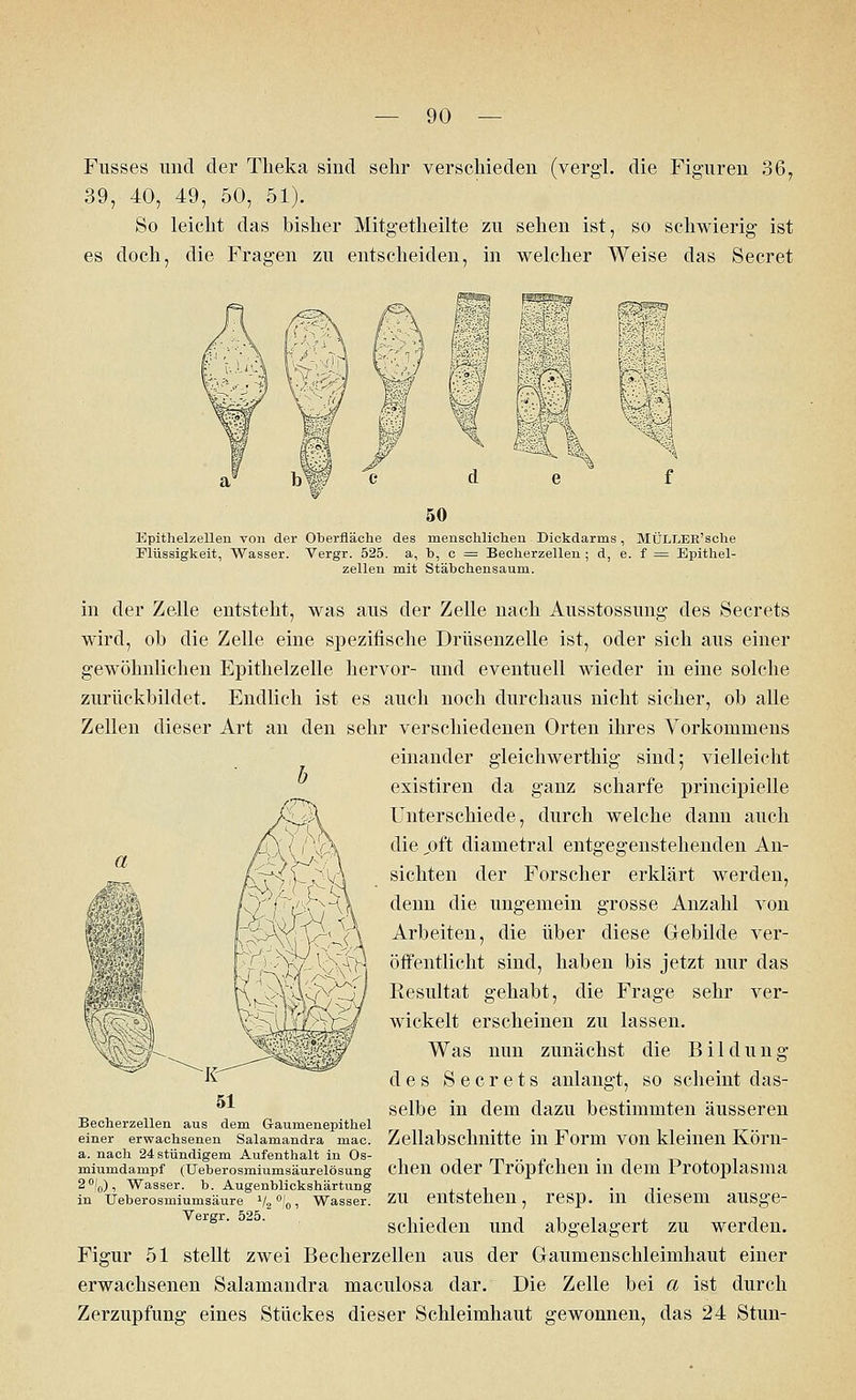 Fusses und der Theka sind sehr verschieden (vergl. die Figuren 36, 39, 40, 49, 50, 51). So leicht das bisher Mitgetheilte zu sehen ist, so schwierig ist es doch, die Fragen zu entscheiden, in welcher Weise das Secret EpithelzeUen von der Oberfläche des menschlichen Dickdarms, MÜLLER'sche Flüssigkeit, Wasser. Vergr. 525. a, b, c = Becherzellen ; d, e. f = Epithel- zellen mit Stäbchensaum. in der Zelle entsteht, was aus der Zelle nach Ausstossung des Secrets wird, ob die Zelle eine spezifische Drüsenzelle ist, oder sich aus einer gewöhnlichen Epithelzelle hervor- und eventuell wieder in eine solche zurückbildet. Endlich ist es auch noch durchaus nicht sicher, ob alle Zellen dieser Art an den sehr verschiedenen Orten ihres Vorkommens einander gleichwerthig sind; vielleicht existiren da ganz scharfe principielle Unterschiede, durch welche dann auch die „oft diametral entgegenstehenden An- sichten der Forscher erklärt werden, denn die ungemein grosse Anzahl von Arbeiten, die über diese Gebilde ver- öffentlicht sind, haben bis jetzt nur das Resultat gehabt, die Frage sehr ver- wickelt erscheinen zu lassen. Was nun zunächst die Bildung des Secrets anlangt, so scheint das- selbe in dem dazu bestimmten äusseren Becherzellen aus dem Gaumenepithel einer erwachsenen Salamandra mac. Zellabschnitte in Form VOn kleinen KÖril- a. nach 24 stündigem Aufenthalt in Os- ., •_ .. „ . . . miumdampf (Ueberosmiumsäurelösung dien Oder 1 rOplcheil 111 dem Protoplasma 2%), Wasser, b. Augenblickshärtung . . . ,. in ueberosmiumsäure v2°'0, Wasser, zu entstehen, resp. in diesem ausge- schieden und abgelagert zu werden. Figur 51 stellt zwei Becherzellen aus der Graumenschleimhaut einer erwachsenen Salamandra maculosa dar. Die Zelle bei a ist durch Zerzupfung eines Stackes dieser Schleimhaut gewonnen, das 24 Stun-