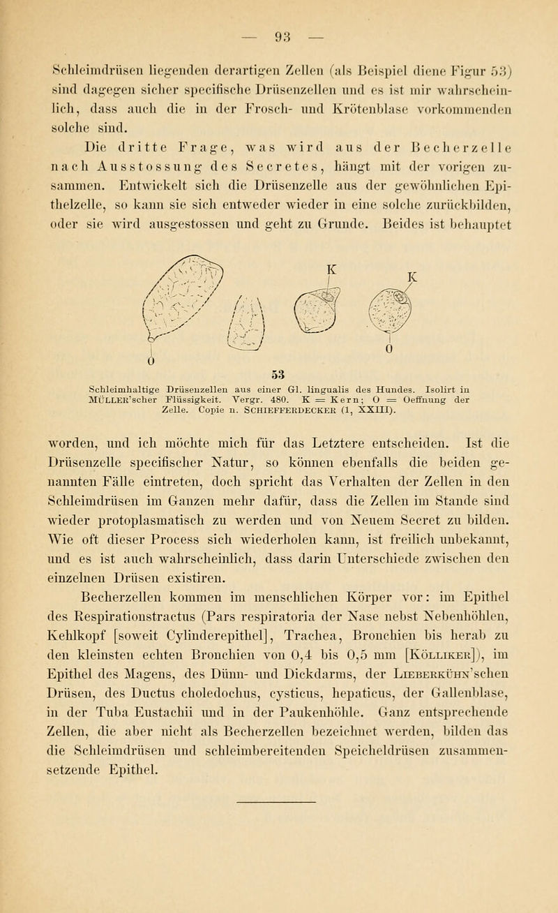 Schleimdrüsen liegenden derartigen Zellen (als Beispiel diene Figur 53) sind dagegen sicher speeitische Drüsenzellen und es ist mir wahrschein- lich, dass auch die in der Froscli- und Krötenblase vorkommenden solche sind. Die dritte Frage, was wird aus der B e c h e r z e 11 e nach Ausstossung des Secretes, hängt mit der vorigen zu- sammen. Entwickelt sich die Drüsenzelle aus der gewöhnlichen Epi- thelzelle, so kann sie sich entweder wieder in eine solche znriickbilden, (»der sie wird ausgestossen und geht zu Grunde. Beides ist behauptet Schleinihaltige Drüsenzellen aus einer Gl. lingualis des Hundes. Isolirt in MÜLLER'scker Flüssigkeit. Vergr. 480. K = Kern; 0 = Oeffnung der Zelle. Copie n. SCHIEFFERDECKER (1, XXIII). worden, und ich möchte mich für das Letztere entscheiden. Ist die Drüsenzelle speeifischer Natur, so können ebenfalls die beiden ge- nannten Fälle eintreten, doch spricht das Verhalten der Zellen in den Schleimdrüsen im Ganzen mehr dafür, dass die Zellen im Stande sind wieder protoplasmatisch zu werden und von Neuem Secret zu bilden. Wie oft dieser Process sich wiederholen kann, ist freilich unbekannt, und es ist auch wahrscheinlich, dass darin Unterschiede zwischen den einzelnen Drüsen existiren. Becherzellen kommen im menschlichen Körper vor: im Epithel des Respirationstractus (Pars respiratoria der Nase nebst Nebenhöhlen, Kehlkopf [soweit Cylinderepithel], Trachea, Bronchien bis herab zu den kleinsten echten Bronchien von 0,4 bis 0,5 mm [Kölliker] ), im Epithel des Magens, des Dünn- und Dickdarms, der LiEBERKÜH>f sehen Drüsen, des Ductus choledochus, cysticus, hepaticus, der Gallenblase, in der Tuba Eustachii und in der Paukenhöhle. Ganz entsprechende Zellen, die aber nicht als Becherzellen bezeichnet werden, bilden das die Schleimdrüsen und schleimbereitenden Speicheldrüsen zusammen- setzende Epithel.
