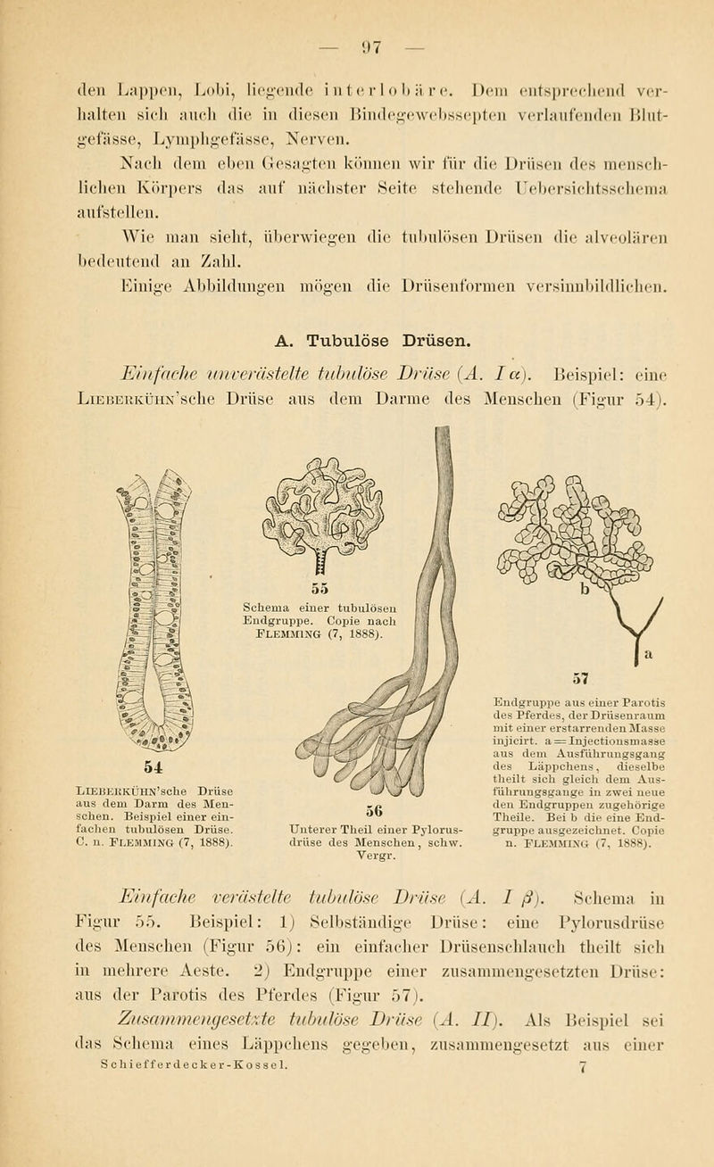 -.17 den Lappen, Lobi, liegende Lnterlobäre. Dem entsprechend ver- halten sich auch die in diesen Bindegewebssepten verlaufenden Blut- gefässe, Lymphgefässe, Nerven. Nach dem eben Gesagten können wir für die Drüsen des mensch- lichen Körpers das auf nächster Seite stellende Uebersichtsschema aufstellen. Wie man sieht, überwiegen die tubulösen Drüsen die alveolären bedeutend an Zahl. Einige Abbildungen mögen die Drüsenformen versinnbildlichen. A. Tubulöse Drüsen. Einfache unverästelte tubulöse Drüse (A. la). Beispiel: eine LiEi5EiiKÜHN'sclie Drüse aus dem Darme des Menschen (Figur 54). ad Schema einer tubulösen Endgruppe. Copie nach FLEMJI1NG (7, 1888). LlEüEHKÜHN'sche Drüse aus dem Darm des Men- schen. Beispiel einer ein- lachen tubulösen Drüse. C. n. Flemming (7, 1888). c 56 Unterer Theil einer Pylorus- drüse des Menschen, schw. Vergr. Endgruppe aus einer Parotis des Pferdes, der Drüsenraum mit einer erstarrenden Masse injicirt. a = Injectionsmasse aus dem Ausführungsgang des Läppchens, dieselbe theilt sich gleich dem Aus- führungsgange in zwei neue den Endgruppen zugehörige Theile. Bei b die eine End- gruppe ausgezeichnet. Copie n. FLEMMING (7, 1888). Einfache verästelte tubulöse Drüse (A. 1 ß). Schema in Figur 55. Beispiel: 1) Selbständige Drüse: eine Pylorusdrüse des Menschen (Figur 56): ein einfacher Drüsenschlauch theilt sich in mehrere Aeste. 2) Endgruppe einer zusammengesetzten Drüse: aus der Parotis des Pferdes (Figur 57). Zusammengesetzte tubulöse Drüse (A. IT). Als Beispiel sei das Schema eines Läppchens gegeben, zusammengesetzt aus einer S chief f erdecker-Kossel. 7