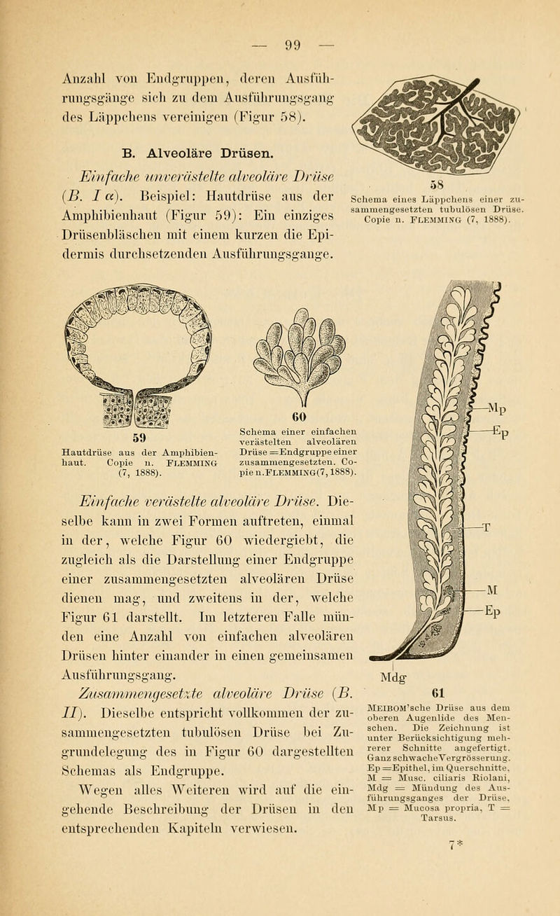 Anzahl von Endgruppen, deren Ausfüh- rungsgänge sich zu dem Ausführungsgang des Läppchens vereinigen (Figur 5H). B. Alveoläre Drüsen. Einfache unverästelte alveoläre Drüse (B. I a). Beispiel: Hautdrüse aus der Amphibienhaut (Figur 59): Ein einziges Drüsenhläschen mit einem kurzen die Epi- dermis durchsetzenden Ausfuhrungsgange. Schema eines Läppchens einer zu- sammengesetzten tubulösen Drüse. Copie 11. FLEMMIXG (7, 1888). Hautdrüse aus der Amphibien- haut. Copie n. FEEMMING (7, 1888). Schema einer einfachen verästelten alveolären Drüse =Endgruppe einer zusammengesetzten. Co- pie n.FLEMMING(7,1888). Einfache verästelte alveoläre Drüse. Die- selbe kann in zwei Formen auftreten, einmal in der, welche Figur 60 wiedergieht, die zugleich als die Darstellung einer Endgruppe einer zusammengesetzten alveolären Drüse dienen mag, und zweitens in der, welche Figur 61 darstellt. Im letzteren Falle mün- den eine Anzahl von einfachen alveolären Drüsen hinter einander in einen gemeinsamen Ausführungsgang. Zusammengesetzte alveoläre Drüse {B. II). Dieselbe entspricht vollkommen der zu- sammengesetzten tubulösen Drüse bei Zu- grundelegung des in Figur 60 dargestellten Schemas als Endgruppe. Wegen alles Weiteren wird auf die ein- gehende Beschreibung der Drüsen in den entsprechenden Kapiteln verwiesen. Mdg 61 MEIBOM'sche Drüse aus dem oberen Augenlide des Men- schen. Die Zeichnung ist unter Berücksichtigung meh- rerer Schnitte angefertigt. Ganz schwacheVergrösserung. Ep =Epithel, im Querschnitte. M = Muse, ciliaris Eiolani, Mdg = Mündung des Aus- füliruugsganges der Drüse, Mp = Mucosa propria, T = Tarsus.