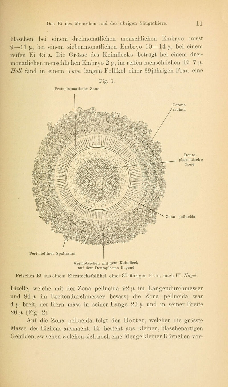 blüschen bei einem dreimonatlichen menschlichen Embryo misst 9—11 {x, bei einem siebenmonatlichen Embryo 10—14 [x, bei einem reifen Ei 45 [x. Die Grösse des KeimÜecks beträgt bei einem drei- monatlichen menschlichen Embryo 2 [j-, im reifen menschlichen Ei 7 [j.. Roll fand in einem 1 mm lan^-en Follikel einer 39jährigen Frau eine Fig. 1. Protoplasmatische Zone '©);=^<^ Deuto- plasmatisch ( Zone % \j) ^ Zona pellucida m ^- m ^^^mmmm Perivitelliner Spaltraiim Keimbläschen mit dem Keimfleck auf dem Deutoplasma liegend Frisches Ei aus einem Eierstocksfollikel einer 30jährigen Frau, nach TT'. Xagel. Eizelle, welche mit der Zona pellucida 92 [jl im Längendurchmesser und 84 [J. im Breitendurchmesser besass; die Zona pellucida war 4 [x breit, der Kern mass in seiner Länge 23 a und in seiner Breite 20 (X (Fig. 2). _ ^ Auf die Zona pellucida folgt der Dotter, welcher die grösste Masse des Eichens ausmacht. Er besteht aus kleinen, bläschenartigen Gebilden, zwischen welchen sich noch eine Mens-e kleiner Körnchen vor-