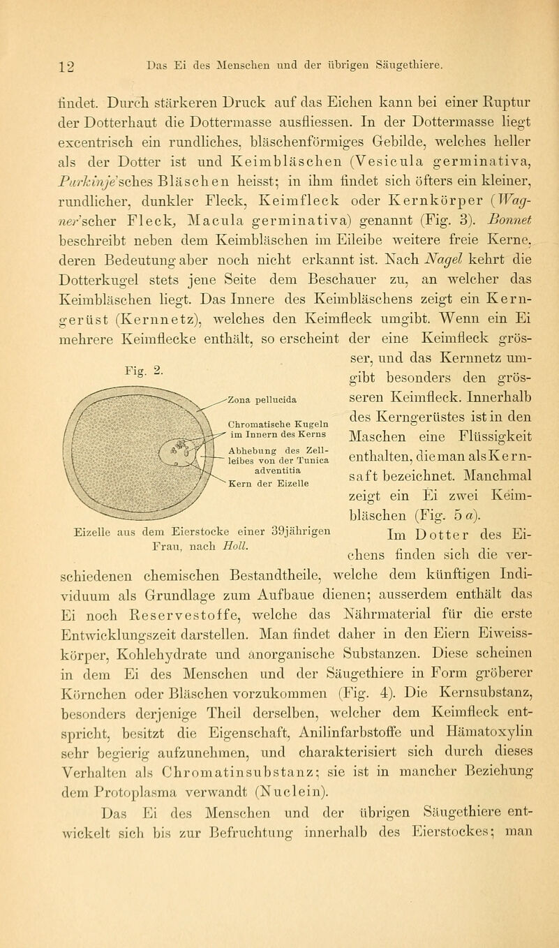 findet. Durch stärkeren Druck auf das Eichen kann bei einer Ruptur der Dotterhaut die Dottermasse ausfliessen. In der Dottermasse liegt excentrisch ein rundhches, bläschenförmiges Gebilde, welches heller als der Dotter ist und Keimbläschen (Vesicula germinativa, Purkinje'sches Bläschen heisst-, in ihm findet sich öfters ein kleiner, rundlicher, dunkler Fleck, Keimfleck oder Kernkörper {Wag- ?ie;-'scher Fleck^, Macula germinativa) genannt (Fig. 3). Bonnet beschreibt neben dem Keimbläschen im Eileibe weitere freie Kerne, deren Bedeutung aber noch nicht erkannt ist. Nach Nagel kehrt die Dotterkugel stets jene Seite dem Beschauer zu, an welcher das Keimbläschen liegt. Das Innere des Keimbläschens zeigt ein Kern- gerüst (Kernnetz), welches den Keimfleck umgibt. Wenn ein Ei mehrere Keimflecke enthält, so erscheint der eine Keimfleck grös- Fig. 2. Zona pellucida Chromatisclie Kugeln im Innern des Kerns Abhebung des Zell- leibes von der Tunica adventitia Kern der Eizelle ser, und das Kernnetz um- gibt besonders den grös- seren Keimfleck. Innerhalb des Kerngertistes ist in den Eizelle aus dem Eierstocke einer 39jährigen Frau, nach Holl. Maschen eine Flüssigkeit enthalten, dieman alsKern- saft bezeichnet. Manchmal zeigt ein Ei zwei Keim- bläschen (Fig. 5 a). Im Dotter des Ei- ehens finden sich die ver- schiedenen chemischen Bestandtheile, welche dem künftigen Indi- viduum als Grundlage zum Aufbaue dienen; ausserdem enthält das Ei noch Reservestoffe, welche das Nährmaterial für die erste Entwicklungszeit darstellen. Man findet daher in den Eiern Eiweiss- körper, Kohlehydrate und anorganische Substanzen. Diese scheinen in dem Ei des Menschen und der Säugethiere in Form gröberer Körnchen oder Bläschen vorzukommen (Fig. 4). Die Kernsubstanz, besonders derjenige Theil derselben, welcher dem Keimfleck ent- spricht, besitzt die Eigenschaft, Anilinfarbstoffe und Hämatoxylin sehr begierig aufzunehmen, und charakterisiert sich durch dieses Verhalten als Chromatinsubstanz; sie ist in mancher Beziehung dem Protoplasma verwandt (Nudein). Das Ei des Menschen und der übrigen Säugethiere ent- wickelt siel) bis zur Befruchtung innerhalb des Eierstockes; man