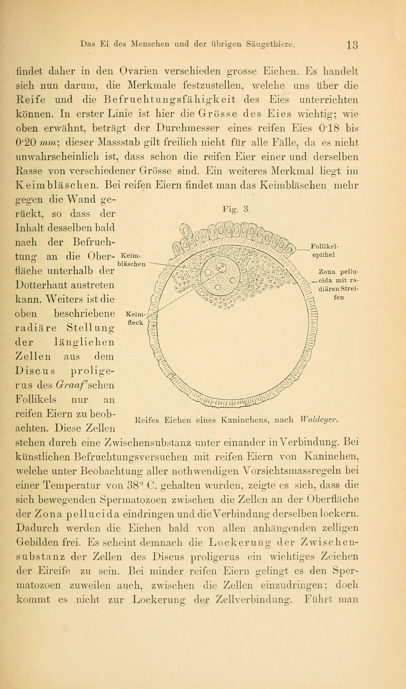 findet daher in den Ovarien verschieden grosse Eichen. Es handelt die Merkmale festzustellen. Fis. 3. sich nun darum, die Merkmale festzustellen, vrelche uns über die Reife und die Befruchtungsfähigkeit des Eies unterrichten können. In erster Linie ist hier die Grösse des Eies wichtig; wie oben erwähnt, beträgt der Durchmesser eines reifen Eies 018 bis 0'20 mm\ dieser Massstab gilt freilich nicht für alle Fälle, da es nicht unwahrscheinlich ist, dass schon die reifen Eier einer und derselben Rasse von verschiedener Grösse sind. Ein weiteres Merkmal liegt im Keimbläschen. Bei reifen Eiern findet man das Keimbläschen mehr gegen die Wand ge- rückt, so dass der Inhalt desselben bald nach der Befruch- tung an die Ober- fläche unterhalb der Dotterhaut austreten kann. Weiters ist die oben beschriebene radiäre Stellung der länglichen Zellen aus dem Discus prolige- rus des Oraafs,Q\\Q\\ Follikels nur an reifen Eiern zu beob- achten. Diese Zellen stehen durch eine Zwischensubstanz unter einander in Verbindung. Bei künstlichen Befruchtungsversuchen mit reifen Eiern von Kaninchen, welche unter Beobachtung aller nothwendigen Vorsichtsmassregeln bei einer Temperatur von 38 C. gehalten wurden, zeigte es sich, dass die sich bewegenden Spermatozoen zwischen die Zellen an der Oberfläche der Zona pellucida eindringen und die Verbindung derselben lockern. Dadurch Averden die Eichen bald von allen anhängenden zelligen Gebilden frei. Es scheint demnach die Lockerung der Zwischen- substanz der Zellen des Discus proligerus ein wichtiges Zeichen der Eireife zu sein. Bei minder reifen Eiern gelingt es den Sper- matozoen zuAveilcn auch, zwischen die Zellen einzudringen: doch kommt es nicht zur Lockeruns,- der Zeilverbinduno;. Führt man Iteifes Eichen eines Kaninchens, nach Waldeyer.