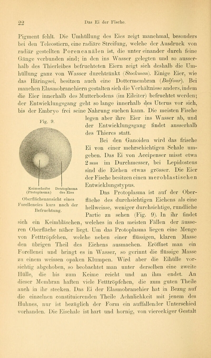 Pigment fehlt. Die Umhüllimg des Eies zeigt manchmal, besonders bei den Teleostiern, eine radiäre Streifung, welche der Ausdruck von radiär gestellten Porencauälen ist, die untereinander durch feine Gränge verbunden sind; in den ins Wasser gelegten und so ausser- halb des Thierleibes befruchteten Eiern zeigt sich deshalb die Um- hüllung ganz von Wasser durchtränkt (Stochnan). Einige Eier, wie das Häringsei, besitzen auch eine Dottermembran {Balfour). Bei manchen Elasmobranchiern gestalten sich die Verhältnisse anders, indem die Eier innerhalb des Mutterbodens (im Eileiter) befruchtet werden; der Entwicklungsgang geht so lange innerhalb d.es Uterus vor sich, bis der Embryo frei seine Nahrung suchen kann. Die meisten Fische leffen aber ihre Eier ins Wasser ab, und Flg. 9. '^ der Entwicklungsgang findet ausserhalb des Thieres statt. Bei den Ganoiden wird das frische Ei von einer mehrschichtigen Schale um- geben. Das Ei von Accipenser misst etwa 2 mm im Durchmesser, bei Lepidosteus sind die Eichen etwas grösser. Die Eier der Fische besitzen einen meroblastischen Entwicklungstypus. Keimscheibe Deutoplasma a •/ x ^ (Protoplasma) des Eies Das Protoplasma ist auf der Ober- Oberflächenansicht eines fläche des durchsichtigen Eichens als eine eneies -uiz nac er j^ellweisse, weniger durchsichtige, rundHche Befruchtung. 50 07^^ Partie zu sehen (Fig. 9). In ihr findet sich ein Keimbläschen, welches in den meisten Fällen der äusse- ren Oberfläche näher liegt. Um das Protoplasma liegen eine Menge von Fetttrüpfchen, welche neben einer flüssigen, klaren Masse den übrigen Theil des Eichens ausmachen. Eröffnet man ein Forellenei und bringt es in Wasser, so gerinnt die flüssige Masse zu einem weissen opaken Klumpen. Wird aber die Eihülle vor- sichtig abgehoben, so beobachtet man unter derselben eine zweite Hülle, die bis zum Keime reicht und an ihm endet. An dieser Membran haften viele Fetttröpfchen, die zum guten Theile auch in ihr stecken. Das Ei der Elasmobranchier hat in Bezug auf die einzelnen constituierenden Theile Achnlichkeit mit jenem des Huhnes, nur ist bezüglich der Form ein auffallender Unterschied vorhanden. Die Eischale ist hart und hornig, von viereckiger Gestalt