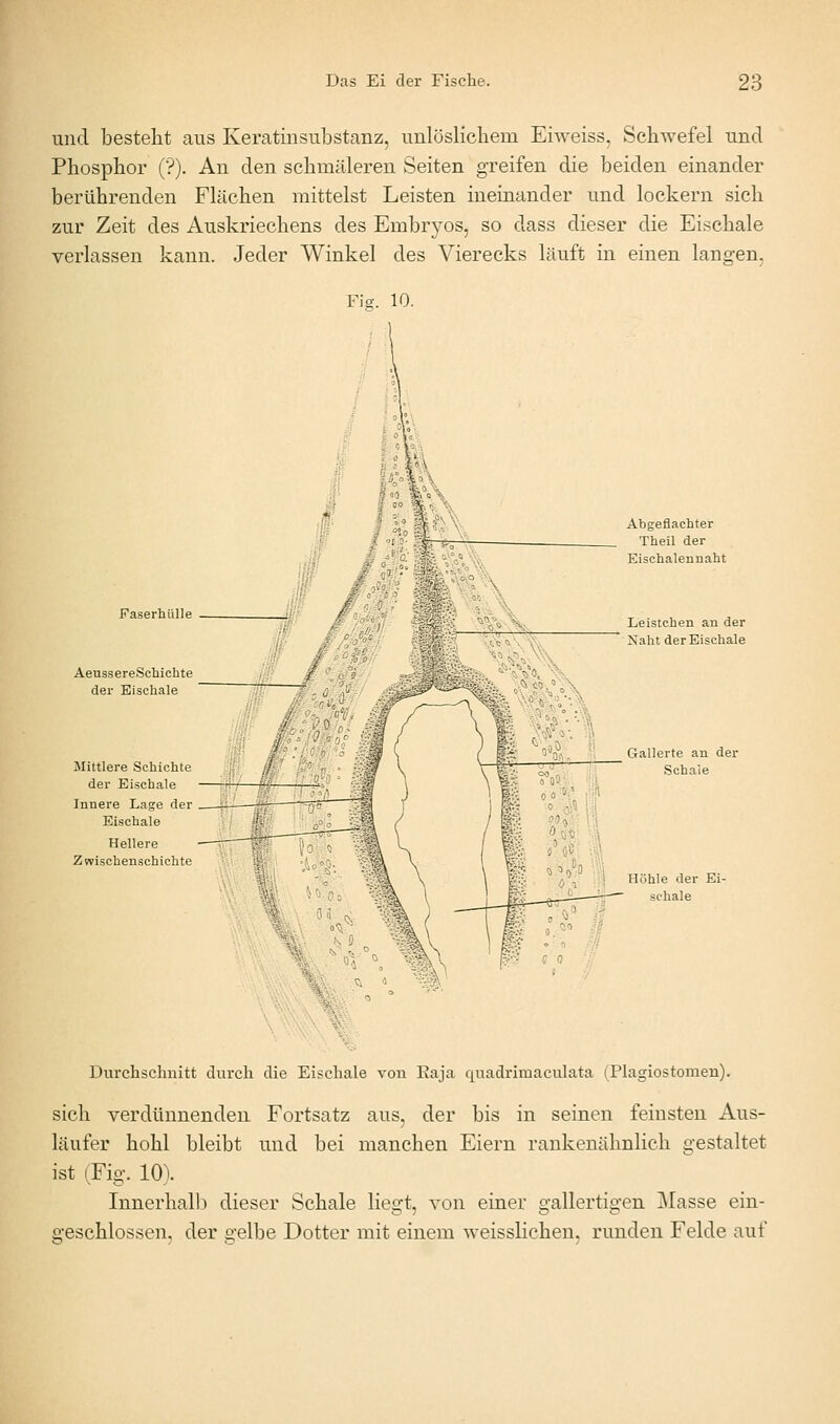 und besteht aus Keratinsubstanz, unlöslichem Eiweiss, Schwefel und Phosphor (■?). An den schmäleren Seiten greifen die beiden einander berührenden Flächen mittelst Leisten ineinander und lockern sich zur Zeit des Auskriechens des Embryos, so dass dieser die Eischale verlassen kann. Jeder Winkel des Vierecks läuft in einen langen. Fiff. 10. FaserhlUle AeussereSchichte der Eischale Mittlere Schichte der Eischale Innere Lage der Eischale Hellere Z wischenschichte Abgeflachter Theil der Eischalennaht Leistchen an der Naht der Eischale :.% 'i^. ■' Gallerte an der Schale Höhle der Ei- schale Durchschnitt durch die Eischale von Eaja quadrimaculata (Plagiostomen). sich verdünnenden Fortsatz aus, der bis in seinen feinsten Aus- läufer hohl bleibt und bei manchen Eiern rankenähnlich gestaltet ist (Fig. 10). Innerhalb dieser Schale liegt, von einer gallertigen Masse ein- geschlossen, der gelbe Dotter mit einem weisslichen, runden Felde auf