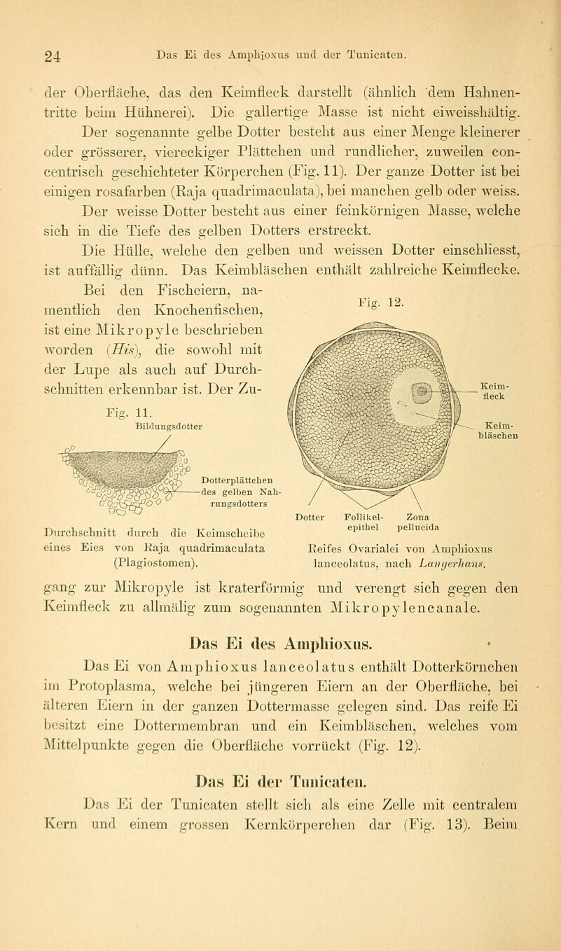 der Oberfläclie, das den Keimfleck darstellt (älinlich dem Hahnen- tritte beim Hülinerei). Die gallertige Masse ist nicht eiweisshältig. Der sogenannte gelbe Dotter besteht aus einer Menge kleinerer oder grösserer, viereckiger Plättchen und rundlicher, zuweilen con- centrisch geschichteter Körperchen (Fig. 11). Der ganze Dotter ist bei einigen rosafarben (Raja quadrimaculata), bei manchen gelb oder weiss. Der weisse Dotter besteht aus einer feinkörnigen Masse, welche sich in die Tiefe des gelben Dotters erstreckt. Die Hülle, welche den gelben und weissen Dotter einschliesst, ist auffällig dünn. Das Keimbläschen enthält zahlreiche Keimflecke. Bei den Fischeiern, na- mentlich den Knochenfischen, ist eine Mikropyle beschrieben Avorden (IIis\ die sowohl mit der Lupe als auch auf Durch- schnitten erkennbar ist. Der Zu- Fig. 11. Bildungsdotter / Fig. 12. ■\{P C'O^^O^ Dotterplättchen -des gelben Nah- rungsdotters \\ Keim- fleck Durchsclinitt durch die Keimscheibe eines Eies von Eaja quadrimaculata (Plagiostomen). Follikel- epithel Zona pellucida Eeifes Ovarialei von Amphioxus lanceolatus, nach Lancjerlians. gang zur Mikropyle ist kraterförmig und verengt sich gegen den Keimfleck zu allmälig zum sogenannten Mikropylencanale. Das Ei des Ampliioxus. Das Ei von Amphioxus lanceolatus enthält Dotterkörnchen im Protoplasma, welche bei jüngeren Eiern an der Oberfläche, bei älteren Eiern in der ganzen Dottermasse gelegen sind. Das reife Ei besitzt eine Dottermembran und ein Keimbläschen, welches vom Mittelpunkte gegen die Oberfläche vorrückt (Fig. 12). Das Ei (ler Tunicateii. Das Ei der Tunicaten stellt sich als eine Zelle mit centralem Kern und einem grossen Kernkörperchen dar (Fig. 13). Beim