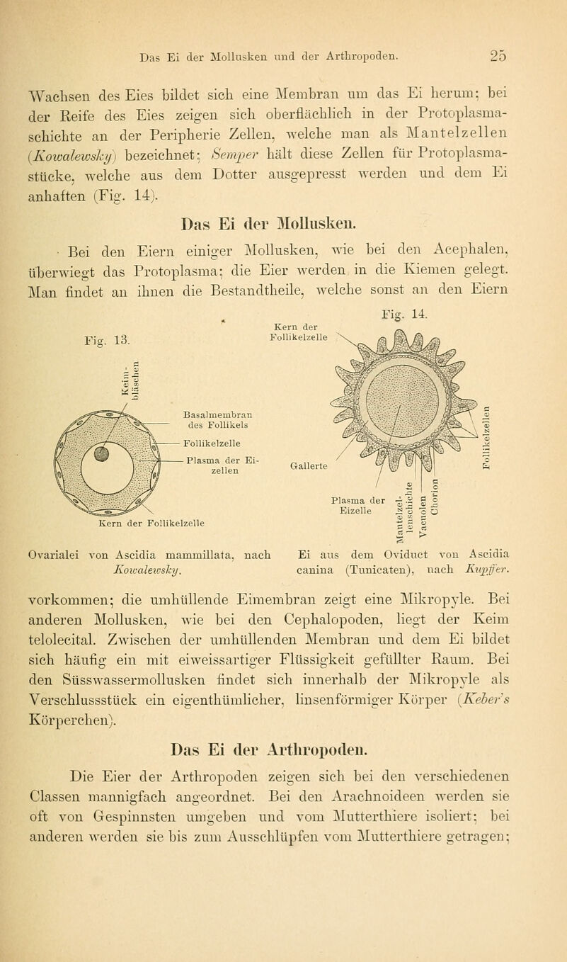 Wachsen des Eies bildet sich eine Membran um das Ei herum; bei der Reife des Eies zeigen sieh oberflächHch in der Protoplasma- schichte an der Peripherie Zellen, welche man als Mantelzellen {Kowalewsky) bezeichnet; Semper hält diese Zellen für Protoplasma- stücke, welche aus dem Dotter ausgepresst werden und dem Ei anhaften (Fig. 14). Das Ei der Mollusken. ■ Bei den Eiern einiger Mollusken, Avie bei den Acephalen, ülDcrwiegt das Protoplasma; die Eier werden in die Kiemen gelegt. Man findet an ihnen die Bestandtheile, welche sonst an den Eiern Fig. 14. Fig. 13. Kern der FoUikelzelle Basalmembran des Follikels FoUikelzelle Plasma der Ei- zellen Kern der FoUikelzelle Ovarialei von Ascidia mammillata, nach Koii-alevjslrjj. Plasma der Eizelle Ei aus dem Oviduct von cauiua (Tunicaten), nach Ascidia Ru])Jj'er. vorkommen; die umhüllende Eimembran zeigt eine Mikrop3-le. Bei anderen Mollusken, wie bei den Cephalopoden, liegt der Keim telolecital. Zwischen der umhüllenden Membran und dem Ei bildet sich häufig ein mit eiweissartiger Flüssigkeit gefüllter Raum. Bei den Süsswassermollusken findet sich innerhalb der Mikropyle als Verschlussstück ein eigenthümlicher, linsenförmiger Körper {Kehers Körperchen). Das Ei der Arthropoden. Die Eier der Arthropoden zeigen sich bei den verschiedenen Classen mannigfach angeordnet. Bei den Arachnoideen werden sie oft von Gespinnsten umgeben und vom Mutterthiere isoliert; bei anderen werden sie bis zum Ausschlüpfen vom Mutterthiere getragen;