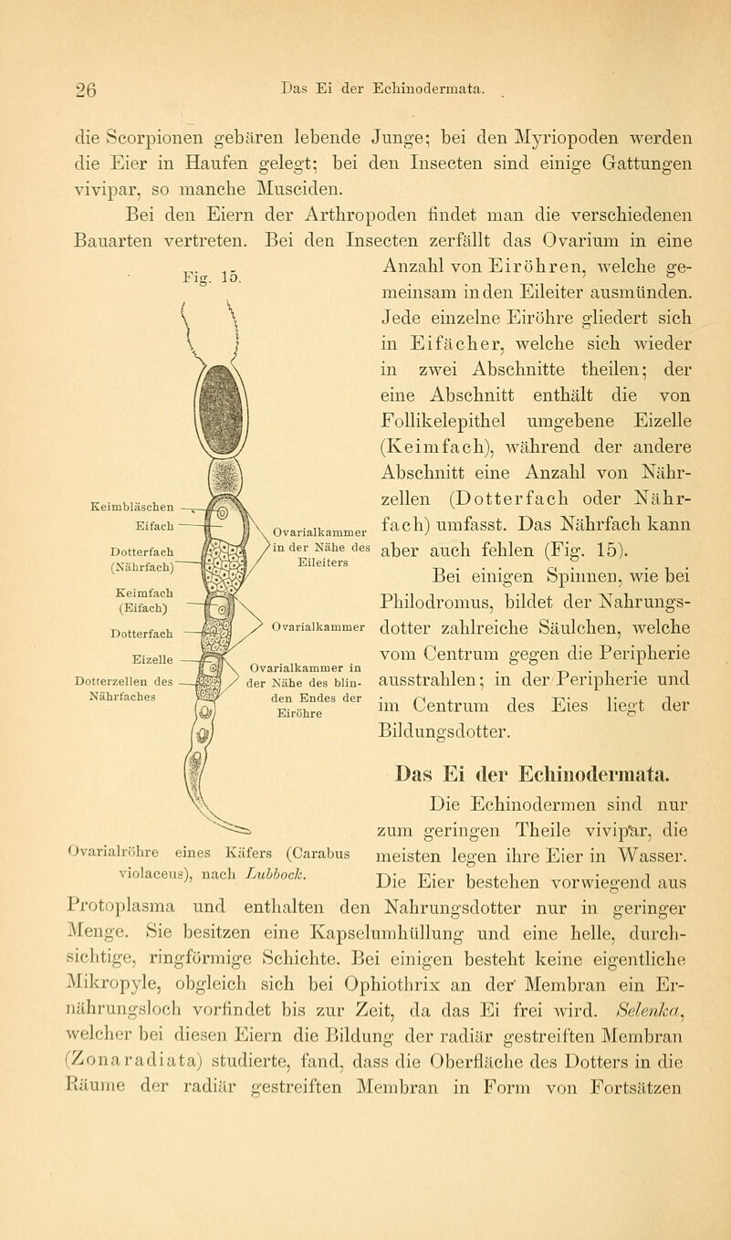 die Scorpionen gebären lebende Junge; bei den Myriopoden werden die Eier in Haufen gelegt; bei den Insecten sind einige Gattungen vivipar, so manche Museiden. Bei den Eiern der Arthropoden findet man die verschiedenen Bauarten vertreten. Bei den Insecten zerfällt das Ovarium in eine Anzahl von EirÖhren, Avelche se- Fig. lo. .... meinsam in den Eileiter ausmünden. Jede einzelne Eiröhre gliedert sich in Ei fach er, welche sieh wieder in zwei Abschnitte theilen; der eine Abschnitt enthält die von Follikelepithel umgebene Eizelle (Keimfach), während der andere Abschnitt eine Anzahl von Nähr- zellen (Dotterfach oder Nähr- fach) umfasst. Das Nährfach kann Keimbläschen Eifach Dotterfach (Xährfach) Keimfach (Eifach) Dotterfach Eizelle Dotterzellen des Nährfaches Ovarialkammer der Nähe des ^ber auch fehlen (Fig. 15). Eileiters ... \ ? Bei einigen Spinnen, wie bei Philodromus, bildet der Nahrungs- ovariaikammer dottcr Zahlreiche Säulchen, welche vom Centrum gegen die Peripherie Ovarialkammer in • t -r-> • i • i der Nähe des biin- ausstrahlen; m der reripherie und den Endes der ;„^ fi ^ , ji__ 771,- 1; j. ^Ip^. Eiröhre im Centrum des Eies liegt Bildungsdotter. Ovarialrölire eines Käfers (Carabus violaceus), nach Luhhoch. Das Ei der Ecliiiiodermata. Die Echinodermen sind nur zum geringen Theile vivipUr, die meisten legen ihre Eier in Wasser. Die Eier bestehen vorwiegend aus Protoplasma und enthalten den Nahrungsdotter nur in geringer Menge. Sie besitzen eine Kapselumhüllung und eine helle, durch- sichtige, ringförmige Schichte. Bei einigen besteht keine eigentliche Mikropyle, obgleich sich bei Ophiothrix an der' Membran ein Er- nährungsloch vorfindet bis zur Zeit, da das Ei frei wird. Selenha^ welcher bei diesen Eiern die Bildung der radiär gestreiften Membran fZonaradiata) studierte, fand, dass die Oberfläche des Dotters in die Ptäume der radiär gestreiften Membran in Form von Fortsätzen