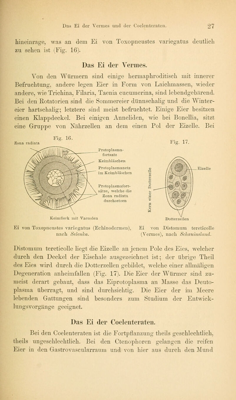 hineinrage, was an dem Ei von Toxopneiistes variegatus deutlich zu sehen ist (Fig. 16). Das Ei der Vermes. Von den Würmern sind einige hermaphroditisch mit innerer Befruchtung, andere legen Eier in Form von Laichmassen, wieder andere, wie Trichina, Filaria, Taenia cucumerina, sind lebendgebärend. Bei den Rotatorien sind die Sommereier dünnschalig und die Winter- eier hartschalig; letztere sind meist befruchtet. Einige Eier besitzen einen Klappdeckel. Bei einigen Anneliden, wie bei BoneUia, sitzt eine Gruppe von Nährzellen an dem einen Pol der Eizelle. Bei Fig. 16. Zona radiata Fig. 17. Protoplasma- fortsatz Keimbläschen Protoplasmanetz im Keimbläschen Protoplasmafort- sätze, welche die Zona radiata durchsetzen Keim fleck mit Vacuolen Dotterzellen Ei von Toxopueustes variegatus (Ecliinodermen), Ei von Distomum tereticolle nach Selenha. (Vermes), nach Schauinsland. Distomum tereticolle liegt die Eizelle an jenem Pole des Eies, welcher durch den Deckel der Eischale ausgezeichnet ist; der übrige Theil des Eies wird durch die Dotterzellen gebildet, welche einer allmäligen Degeneration anheimfallen (Fig. 17). Die Eier der Würmer sind zu- meist derart gebaut, dass das Eiprotoplasma an Masse das Deuto- plasma überragt, und sind durchsichtig. Die Eier der im Meere lebenden Gattungen sind besonders zum Studium der Entwick- lungsvors'äno-e ffeeisrnet. Das Ei der Coelenteraten. Bei den Coelenteraten ist die Fortpflanzung theils geschlechtlich, theils ungeschlechtlich. Bei den Ctenophoren gelangen die reifen Eier in den Gastrovascularraura und von hier aus durch den Mund