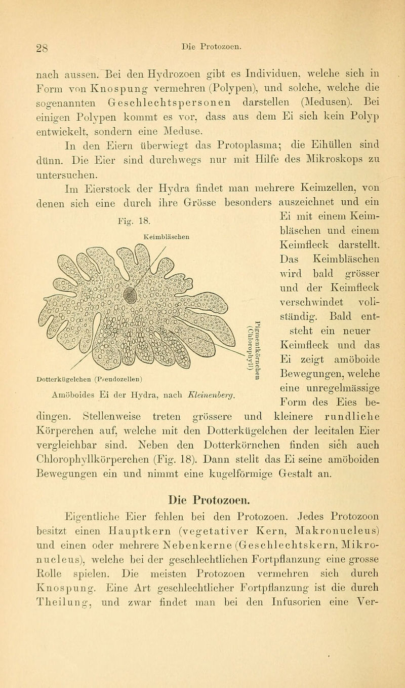 Fi«. 18. Keimbläschen nacli aussen. Bei den Hydrozoen gibt es Individuen, welche sich in Form von Knospung vermehren (Polypen), und solche, welche die sogenannten Geschlechtspersonen darstellen (Medusen). Bei einigen Polypen kommt es vor, dass aus dem Ei sich kein Polyp entwickelt, sondern eine Meduse. In den Eiern überwiegt das Protoplasma; die Eihüllen sind dünn. Die Eier sind durchwegs nur mit Hilfe des Mikroskops zu untersuchen. Im Eierstock der Hydra findet man mehrere Keimzellen, von denen sich eine durch ihre Grösse besonders auszeichnet und ein Ei mit einem Keim- bläschen und einem Keimfleck darstellt. Das Keimbläschen wird bald grösser und der Keimfleck verschwindet voll- ständig. Bald ent- steht ein neuer Keimfleck und das Ei zeigt amöboide ^ , ■• , u /T, , „ N « Bewegungen, welche Dotterkugelcnen (P.-eudozelleii) ^ o o ; ^. _, , ^ eine unregelmässige Amöboides rLi der Hydra, nach Klemenberr/. I orm des Eies be- dingen. Stellenweise treten grössere und kleinere rundliche Körperchen auf, welche mit den Dotterkügelchen der lecitalen Eier vergleichbar sind. Neben den Dotterkörnchen finden sich auch Chlorophyllkörperchen (Fig. 18). Dann stellt das Ei seine amöboiden Bewegungen ein und nimmt eine kugelförmige Gestalt an. Die Protozoen. Eigentliche Eier fehlen bei den Protozoen. Jedes Protozoon besitzt einen Hau])tkern (vegetativer Kern, Makronucleus) und einen oder mehrere Nebenkerne (Geschlechtskern, Mikro- nucleus), welche bei der geschlechtlichen Fortpflanzung eine grosse Rolle spielen. Die meisten Protozoen vermehren sich durch Knospung. Eine Art geschlechthcher Fortpflanzung ist die durch Theilung, und zwar findet man bei den Infusorien eine Ver-