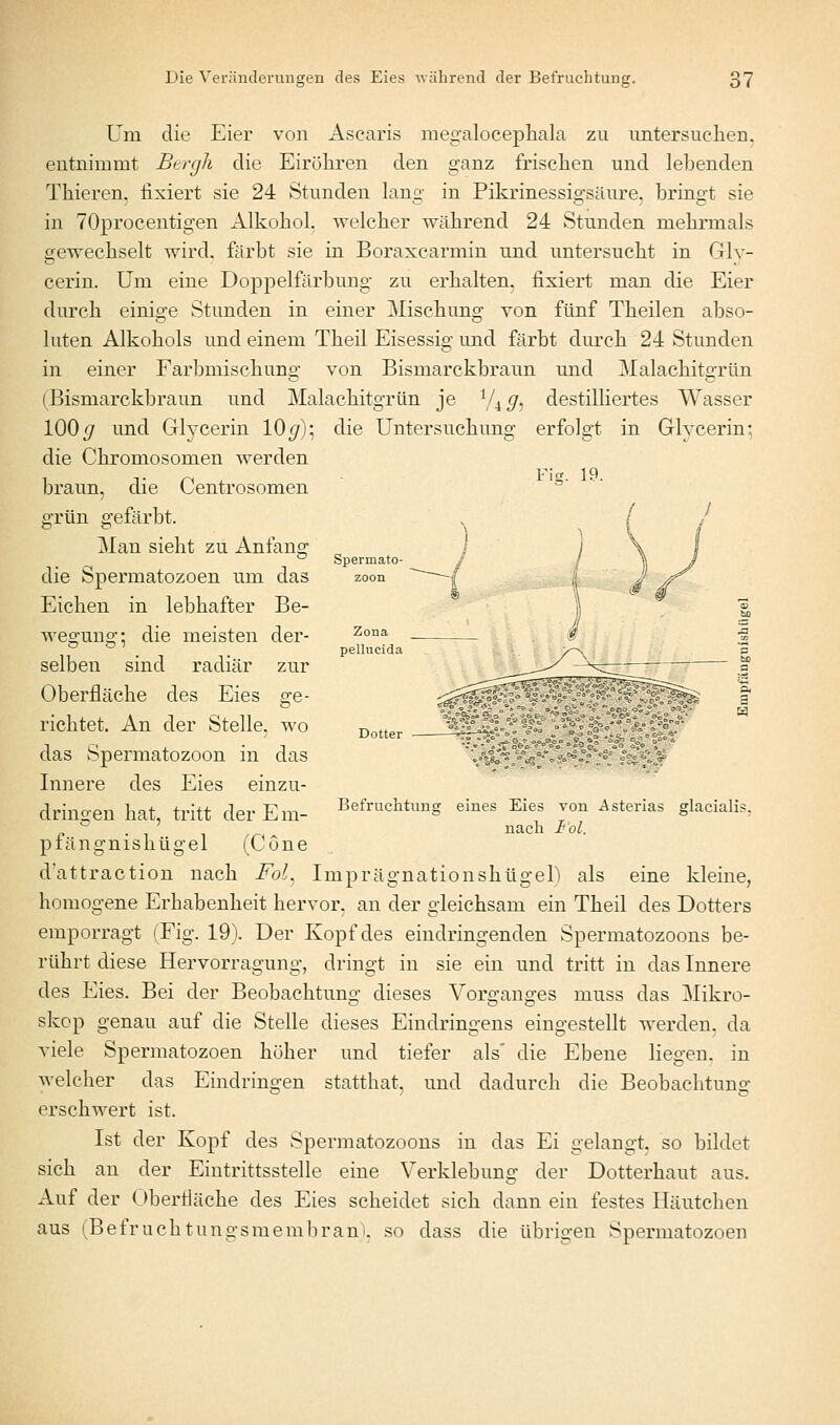 Fis. 19. Um die Eier von Ascaris megalocepliala zu untersuchen, entnimmt Bergh die Eiröliren den ganz frischen und lebenden Thieren, fixiert sie 24 Stunden lang in Pikrinessigsäure, bringt sie in 70procentigen Alkohol, welcher während 24 Stunden mehrmals gewechselt wird, färbt sie in Boraxcarmin und untersucht in Glv- cerin. Um eine Doppelfärbung zu erhalten, fixiert man die Eier durch einige Stunden in einer Mischung von fünf Theilen abso- luten Alkohols und einem Theil Eisessig und färbt durch 24 Stunden in einer Farbmischung von Bismarckbraun und Malachitgrün (Bismarckbraun und Malachitgrün je ^Ug, destilliertes Wasser 100 <7 und Grlycerin lO«/); die Untersuchung erfolgt in Glycerin: die Chromosomen werden braun, die Centrosomen grün gefärbt. Man sieht zu Anfansr o die Spermatozoen um das Eichen in lebhafter Be- wegung; die meisten der- selben sind radiär zur Oberfläche des Eies ge- richtet. An der Stelle, wo das Spermatozoon in das Innere des Eies einzu- dringen hat, tritt der Em- pfängnishügel (Cöne d'attraction nach Fol^ Imprägnationshügel) als eine kleine, homogene Erhabenheit hervor, an der gleichsam ein Theil des Dotters emporragt (Fig. 19). Der Kopf des eindringenden Spermatozoons be- rührt diese Hervorragung, dringt in sie ein und tritt in das Innere des Eies. Bei der Beobachtung dieses Vorganges muss das Mikro- skop genau auf die Stelle dieses Eindringens eingestellt werden, da viele Spermatozoen höher und tiefer als' die Ebene liegen, in welcher das Eindringen statthat, und dadurch die Beobachtung erschwert ist. Ist der Kopf des Spermatozoons in das Ei gelangt, so bildet sich an der Eintrittsstelle eine Verklebung der Dotterhaut aus. Auf der (Jbertläche des Eies scheidet sich dann ein festes Häutchen aus (Befruchtungsmemlirani. so dass die übrigen Spermatozoen Befruchtunc eines Eies von Asterias glacialis, nach I'ol.