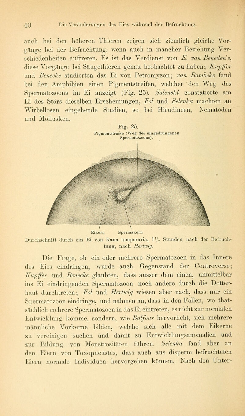 auch bei den höheren Thieren zeigen sieh ziemHch gleiche Vor- gänge bei der Befruchtung, wenn auch in mancher Beziehung Ver- schiedenheiten auftreten. Es ist das Verdienst von E. van Beneden's, diese Vorgänge bei Säugethieren genau beobachtet zu haben; Kupffer und Benecke studierten das Ei von Petromyzon; van Bamheke fand bei den Amphibien einen Pigmentstreifen, welcher den Weg des Spermatozoons im Ei anzeigt (Fig. 25). SalensJci constatierte am Ei des Störs dieselben Erscheinungen, Fol und Selenka machten an Wirbellosen eingehende Studien, so bei Hirudineen, Nematoden und Mollusken. Fig. 25. Pigmentstras'se (Weg des eingedrungenen Spermatozoons). / ' \ '''■'■ Eikern Spermakern Durchschnitt durch ein Ei von Eana temporaria, 1'/; Stunden nach der Befruch- tung, nach Hertwig. Die Frage, ob ein oder mehrere Spermatozoen in das Innere des Eies eindringen, wurde auch Gegenstand der Controverse; Kupffer und Beneclce glaubten, dass ausser dem einen, unmittelbar ins Ei eindringenden Spermatozoon noch andere durch die Dotter- haut durchtreten; Fol und Hertwig wiesen aber nach, dass nur ein Spermatozoon eindringe, und nahmen an, dass in den Fällen, wo that- sächlich mehrere Spermatozoen in das Ei eintreten, es nicht zur normalen Entwicklung komme, sondern, wie Balfour hervorhebt, sich mehrere mtlnnliche Vorkerne bilden, welche sich alle mit dem Eikerne zu vereinigen suchen und damit zu Entwicklungsanomalien und zur Bildung von Monstrositäten führen. Selenka fand aber an den Eiern von Toxopneustes, dass auch aus disperm befruchteten Eiern normale Individuen hervorgehen können. Nach den Unter-