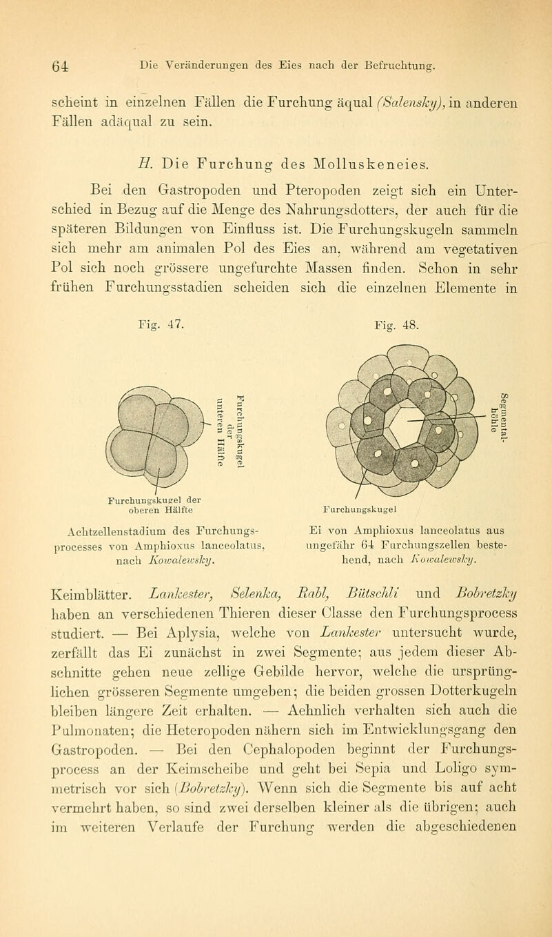 scheint in einzelnen Fällen die Furchung äqual (Salensky), in anderen Fällen adäqual zu sein. H. Die Furchung des Molluskeneies. Bei den Gastropoden und Pteropoden zeigt sich ein Unter- schied in Bezug auf die Menge des Nahrungsdotters, der auch für die späteren Bildungen von Einfluss ist. Die Furchungskugeln sammeln sich mehr am animalen Pol des Eies an, Avährend am vegetativen Pol sich noch grössere ungefurchte Massen finden. Schon in sehr frühen Furchungsstadien scheiden sich die einzelnen Elemente in Fig. 47. Fig. 48. Furchungskueel der oberen Hälfte Farchungskugel Achtzellenstadium des Furchungs- Ei von Amphioxus lanceolatus aus processes von Amphioxus lanceolatus, ungefähr 64 Furchungszellen beste- nach Koiualeweliij. hend, nach Kowaleivshy. Keimblätter. Lanhester, Belenka, Rahl, Biitsclili und Bohretzhy haben an verschiedenen Thieren dieser Classe den Furchungsprocess studiert. — Bei Aplysia, welche von Lanhester untersucht wurde, zerfällt das Ei zunächst in zwei Segmente; aus jedem dieser Ab- schnitte gehen neue zellige Gebilde hervor, welche die ursprüng- lichen grösseren Segmente umgeben; die beiden grossen Dotterkugeln bleiben längere Zeit erhalten. — Aehnlich verhalten sich auch die Pulmoiiaten; die Heteropoden nähern sich im Entwicklungsgang den Gastropoden. — Bei den Cephalopoden beginnt der Furchungs- process an der Keimscheibe und geht bei Sepia und Loligo sym- metrisch vor sich {Bohretzhy). Wenn sich die Segmente bis auf acht vermehrt haben, so sind zwei derselben kleiner als die übrigen; auch im weiteren Verlaufe der Furchun<ir werden die abgeschiedenen