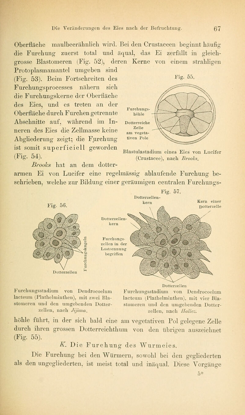 Fig. 55. Oberfläche maulbeerähnlicli wird. Bei den Crustaceen beginnt häufig die Furchung zuerst total und äqual, das Ei zerßillt in gleich- grosse Blastomeren (Fig. 52), deren Kerne von einem strahligen Protoplasmamantel umgeben sind (Fig. 53). Beim Fortschreiten des Furchungsprocesses nähern sich die Furchungskerne der Oberfläche des Eies, und es treten an der Oberfläche durch Furchen getrennte Abschnitte auf, während im In- neren des Eies die Zellmasse keine Abgliederung zeigt; die Furchung ist somit superficiell geworden (Fig. 54). Brooks hat an dem dotter- armen Ei von Lucifer eine regelmässig ablaufende Furchung be- schrieben, welche zur Bildung einer geräumigen centralen Furchungs- Fig. 57. Dotterzellen- Blastulastadium eines Eies von Lucifer (Crustacee), nach Brooks. kern n.c. u Kern einer Fig. 56. , ^ Dotterzelle Dotterzellen- kern Furohungs- Zellen in der Lostreunung begritien X Dotterzellen Dotterzellen Furchungsstadium von Dendrocoelum Furchungsstadium von Dendrocoelum lacteum (Plathelminthen), mit zwei BLi- lacteum (^Plathelminthen), mit vier Ela- stomeren und den umgebenden Dotter- stomeren und den umgebenden Dotter- zellen, nach Jijima. zellen, nach Ilallez. höhle führt, in der sich bald eine am vegetativen Pol gelegene Zelle durch ihren grossen Dotterreichthum von den übrigen auszeichnet (Fig. 55). K. Die Furchung des Wurmeies. Die Furchung bei den Würmern, sowohl bei den gegliederten als den ungegliederten, ist meist total und inäqual. Diese Vorgänge 5