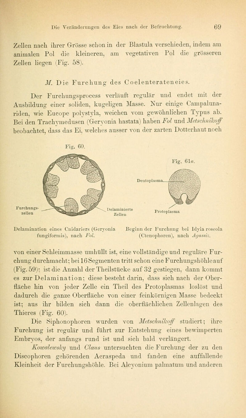 Zellen nach ihrer Grösse schon in der Blastula verschieden, indem am animalen Pol die kleineren, am vegetativen Pol die grösseren Zellen Hegen (Fig. 58). M. Die Furchung des Coelenterateneies. Der Furchungsprocess verläuft regulär und endet mit der Ausbildung einer soliden, kugeligen Masse. Nur einige Campaluna- riden, wie Eucope polyst3-la, weichen vom gewöhnlichen Typus ab. Bei den Trachymedusen (Geryonia hastata) haben i^o^ und 2Ietschnikqf beobachtet, dass das Ei, welches ausser von der zarten Dotterhaut noch Fi?. 61a. Deutoplasma L Delaminierte -d,,«. i „ Protoplasma Zellen Delamination eines Cnidariers (Geryonia Beginn der Fiu'chung bei Idyia roseola fungiformis), nach Fol. (Ctenophoren), nach Agassiz. von einer Schleimmasse umhüllt ist. eine vollständige und reguläre Fur- chung durchmacht: bei 16 Segmenten tritt schon eine Furchungshöhleauf (Fig. 59): ist die Anzahl der Theilstücke auf 32 gestiegen, dann kommt es zur Delamination; diese besteht darin, dass sich nach der Ober- fläche hin von jeder Zelle ein Tlieil des Protoplasmas loslöst und dadurch die ganze Oberfläche von einer feinkörnigen Masse bedeckt ist; aus ihr bilden sich dann die oberflächlichen Zellenlagen des Thieres (Fig. 60). Die Siphonophoren wurden von Metschiikoff studiert; ihre Furchung ist regulär und führt zur Entstehung eines bewimperten Embryos, der anfangs rund ist und sich bald verlängert. Kowalewsky und Claus untersuchten die P'urchung der zu den Discophoren gehörenden Acraspeda und fanden eine auffallende Kleinheit der Furchungshöhle. Bei Alcyonium palmatum und anderen