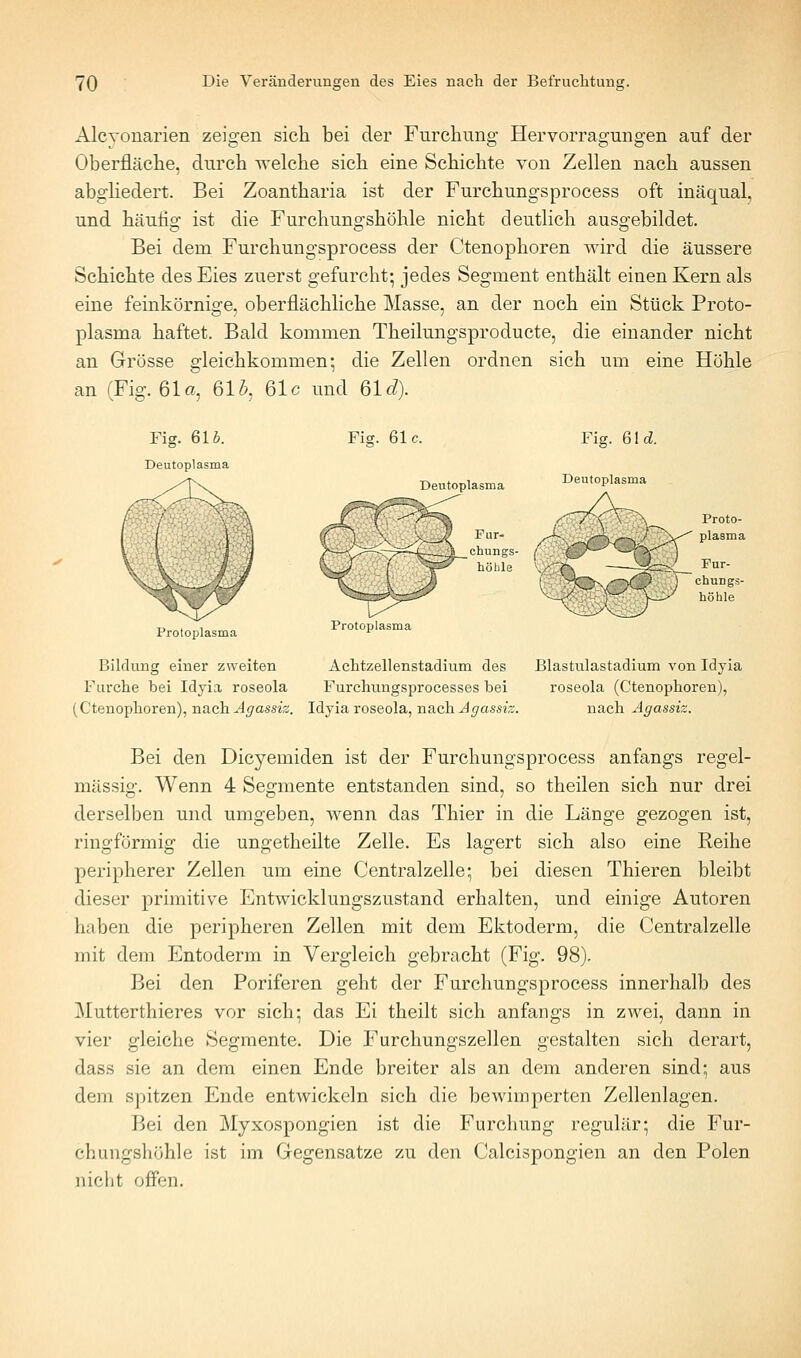 Alcyonarien zeigen sich bei der Furchung Hervorragungen auf der Oberfläclie, durch -welche sich eine Schichte von Zellen nach aussen abgliedert. Bei Zoantharia ist der Furchungsprocess oft inäqual, und häufig ist die Furchungshöhle nicht deutlich ausgebildet. Bei dem Furchungsprocess der Ctenophoren wird die äussere Schichte des Eies zuerst gefurcht; jedes Segment enthält einen Kern als eine feinkörnige, oberflächliche Masse, an der noch ein Stück Proto- plasma haftet. Bald kommen Theilungsproducte, die einander nicht an Grösse gleichkommen; die Zellen ordnen sich um eine Höhle an (Fig. 61a, 61i, 61c und 61 d). Fig. Gib. Deutoplasma Fig. 61c. Deutoplasma Fur- s chungs- / höhle Fig. Gld. Deutoplasma Proloplasma Protoplasma Bildung einer zweiten Achtzellenstadium des Blastulastadium von Idyia Furche bei Idyia roseola Furchungsprocesses bei roseola (Ctenophoren), {Ctenophoren), nach Agassiz. Idyia roseola, nach ^(/a.sszs. nach Agassiz. Bei den Dicyemiden ist der Furchungsprocess anfangs regel- mässig. Wenn 4 Segmente entstanden sind, so theilen sich nur drei derselben und umgeben, wenn das Thier in die Länge gezogen ist, ringförmig die ungetheilte Zelle. Es lagert sich also eine Reihe peripherer Zellen um eine Centralzelle; bei diesen Thieren bleibt dieser primitive Entwicklungszustand erhalten, und einige Autoren haben die peripheren Zellen mit dem Ektoderm, die Centralzelle mit dem Entoderm in Vergleich gebracht (Fig. 98). Bei den Poriferen geht der Furchungsprocess innerhalb des Mutterthieres vor sich; das Ei theilt sich anfangs in zwei, dann in vier gleiche Segmente. Die Furchungszellen gestalten sich derart, dass sie an dem einen Ende breiter als an dem anderen sind; aus dem spitzen Ende entwickeln sich die bewimperten Zellenlagen. Bei den Myxospongien ist die Furchung regulär; die Fur- chungshöhle ist im Gegensatze zu den Calcispongien an den Polen nicht offen.