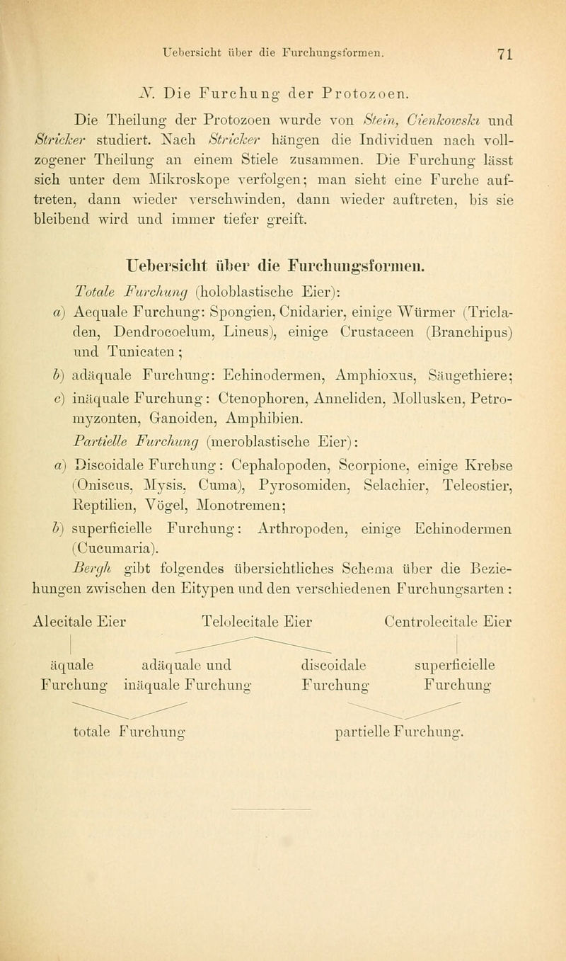 X. Die Furchung' der Protozoen. Die Theilung der Protozoen wurde von Stein, Cienkowslci und Stricher studiert. Nach Stricker hängen die Individuen nach voll- zogener Theilung an einem Stiele zusammen. Die Furchung lässt sich unter dem Mikroskope verfolgen; man sieht eine Furche auf- treten, dann wieder verschAvinden, dann wieder auftreten, bis sie bleibend wird und immer tiefer greift. Uebersicht ülber die Furclmugsforiiieii. Totale Furchung (holoblastische Eier): a) Aequale Furchung: Spongien, Cnidarier, einige Würmer iTricla- den, Dendrocoelum, Lineus), einige Crustaceen (Branchipus) und Tunicaten; h) adäquale Furchung: Echinodermen, Amphioxus, Säugethiere; c) inäquale Furchung: Ctenophoren, Anneliden, Mollusken, Petro- myzonten, Ganoiden, Amphibien. Partielle Furchung (meroblastische Eier): a) Discoidale Furchung: Cephalopoden, Scorpione, einige Krebse (Oniscus, Mysis, Cuma), Pyrosomiden, Selachier, Teleostier, Reptilien, Vögel, Monotremen; h) superficielle Furchung: Arthropoden, einige Echinodermen (Cucumaria). Bergh gibt folgendes übersichtliches Schema über die Bezie- hungen zwischen den Eitypen und den verschiedenen B\irchungsarten : Alecitale Eier Telolecitale Eier Centrolecitale Eier äquale adäquale und discoidale superficielle Furchung inäquale Furchung Furchung Furchung totale Furchung partielle Furchung.