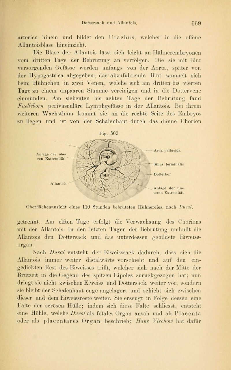 arterien liinein und bildet den Urachus. Avelcher in die offene Allantoisblase hineinzieht. Die Blase der Allantois lässt sich leicht an Hühnorembrvouen vom dritten Tage der Bebrütmig an verfolgen. Die sie mit Blut versorgenden Gefässe werden anfangs von der Aorta, später von der Hypogastrica abgegeben; das abzuführende Blut sammelt sich beim Hühnchen in zwei Venen, welche sich am dritten bis vierten Tage zu einem unpaaren Stamme vereinigen und in die Dottervene einmünden. Am siebenten bis achten Tage der Bebrütung fand FueUehorn perivasculäre Lymphgefässe in der Allantois. Bei ihrem weiteren Wachsthum kommt sie an die rechte Seite des Embryos zu liegen und ist von der Schalenhaut durch das dünne Chorion Fig. 509. Anlage der obe- ren Extremität Anlage der un- *« i \ js^ <- ^ teren Extremität Oberflächenaiisicht eines 110 Stunden bebrüteten Hühnereies, nach Dural. getrennt. Am elften Tage erfolgt die Verwachsung des Chorions mit der Allantois. In den letzten Tagen der Bebrütung umhüllt die Allantois den Dottersack und das unterdessen gebildete Eiweiss- organ. Xach Duval entsteht der Eiweisssack dadurch, dass sich die Allantois immer weiter distalwärts vorschiebt und auf den ein- gedickten Rest des Eiweisses trittt, welcher sich nach der Mitte der Brutzeit in die Gegend des spitzen Eipoles zurückgezogen hat; nun dringt sie nicht zwischen Eiweiss und Dottersack weiter vor. sondern sie bleibt der Schalenhaut enge angelagert und schiebt sich z^vischen dieser und dem Eiweissreste weiter. Sie erzeugt in Folge dessen eine Falte der serösen Hülle; indem sich diese Falte schliesst. entsteht eine Hohle, welche Z>2<m^ als fötales Organ ansah und als Placenta oder als placentares Organ beschrieb; Hans Virclioio hat dafür