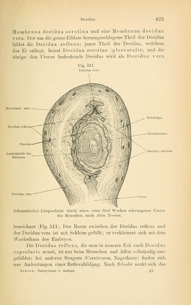 Membrana decidua serotina und eine Membrana decidua Vera. Der um die ganzeEiblase herumgeschlagene Theil der Decidua biklet die Decidua reflexa; jener Theil der Decidua. welchem das Ei anliegt, heisst Decidua serotina (placentalis). und die librio-e den Uterus bedeckende Decidua wird als Decidua vera Muscularis uteri Decidua reflexa Chorion Amnionhülle des Embryos Decidua vera Xabelblase Chorionzotten Decidua serotina -^H«-—' Schematisclier Läugsschnitt durch einen etwa fünf Wochen schwangeren Uterus des Menschen, nach Allen Tonison. bezeichnet (Fig. 511). Der Raum zwischen der Decidua reflexa und der Decidua vera ist mit Schleim gelullt; er verkleinert sich mit dem Wachsthum des Embryos. Die Decidua reflexa, die man in neuerer Zeit auch Decidua capsularis nennt, ist nur beim Menschen und Aflen vollständig aus- gebildet; bei anderen Säugern (Carnivoren, Nagethiere) finden sich nur Andeutungen einer Reflexabildung. Nach Selenka senkt sich das Schenk, Embryologie. 2. Auflage. 43