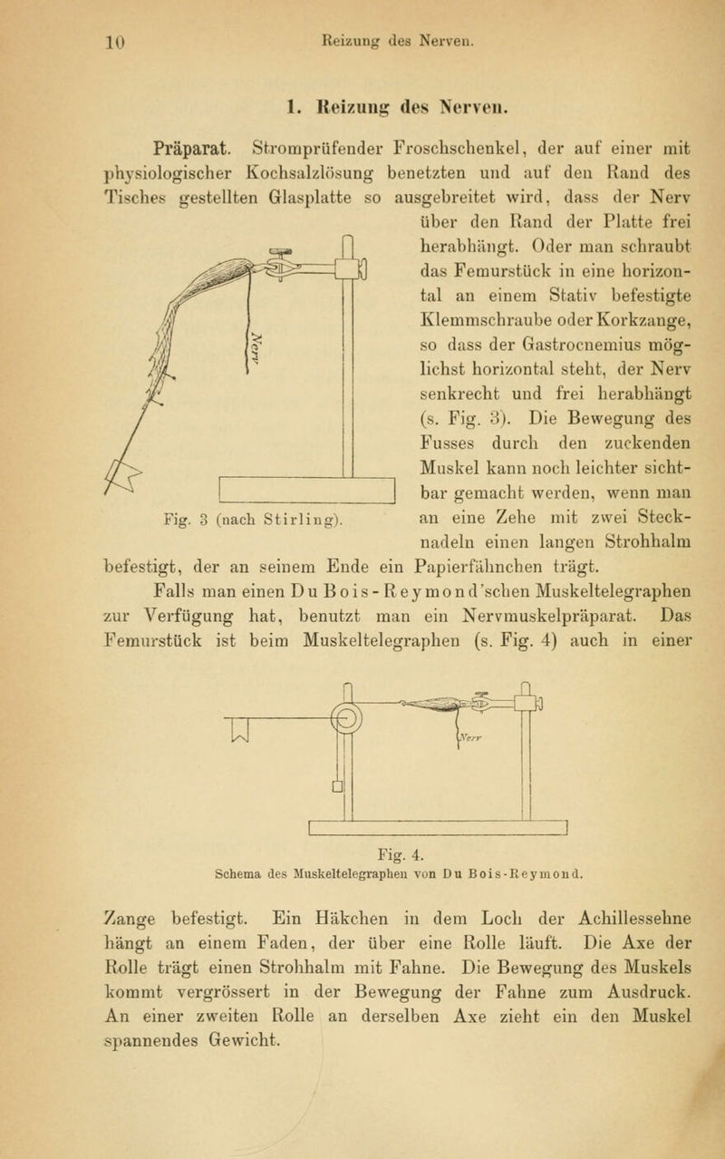 1. Reizung des Nerven. Präparat. Stromprüfender Froschschenkel, der auf einer mit physiologischer Kochsalzlösung benetzten und auf den Rand des Tisches gestellten Glasplatte so ausgebreitet wird, dass der Nerv über den Rand der Platte frei herabhängt. Oder man schraubt das Femurstück in eine horizon- tal an einem Stativ befestigte Klemmschraube oder Korkzange, so dass der Gastrocnemius mög- lichst horizontal steht, der Nerv senkrecht und frei herabhängt (s. Fig. 3). Die Bewegung des Fusses durch den zuckenden Muskel kann noch leichter sicht- bar gemacht werden, wenn man an eine Zehe mit zwei Steck- nadeln einen langen Strohhalm befestigt, der an seinem Ende ein Papierfähnchen trägt. Falls man einen DuBois-Reymond 'sehen Muskeltelegraphen zur Verfügung hat, benutzt man ein Nervmuskelpräparat. Das Femurstück ist beim Muskeltelegraphen (s. Fig. 4) auch in einer Fig. 3 (nach Stirling). Fig. 4. Schema des Muskeltelegraphen von Du Bois-Ileymond. Zange befestigt. Ein Häkchen in dem Loch der Achillessehne hängt an einem Faden, der über eine Rolle läuft. Die Axe der Rolle trägt einen Strohhalm mit Fahne. Die Bewegung des Muskels kommt vergrössert in der Bewegung der Fahne zum Ausdruck. An einer zweiten Rolle an derselben Axe zieht ein den Muskel spannendes Gewicht.