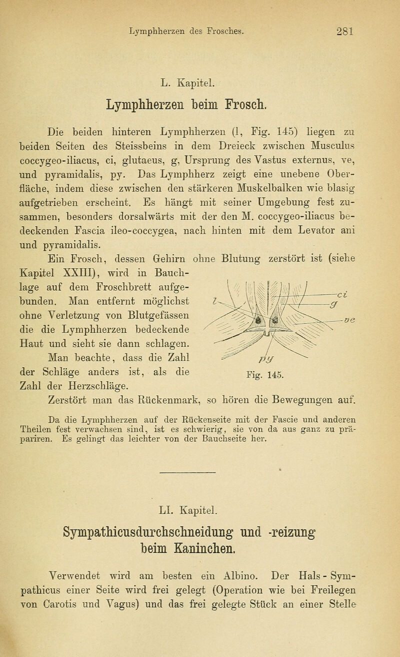 L. Kapitel. Lymphherzen beim Frosch. Die beiden hinteren Lympkherzen (1, Fig. 145) liegen zu beiden Seiten des Steissbeins in dem Dreieck zwischen Musculus coccygeo-iliacus, ci, glutaeus, g, Ursprung des Yastus externus, ve, und pyramidalis, py. Das Lymphherz zeigt eine unebene Ober- fläche, indem diese zwischen den stärkeren Muskelbalken wie blasig aufgetrieben erscheint. Es hängt mit seiner Umgebung fest zu- sammen, besonders dorsalwärts mit der den M. coccygeo-iliacus be- deckenden Fascia ileo-coccygea, nach hinten mit dem Levator ani und pyramidalis. Ein Frosch, dessen Gehirn ohne Blutung zerstört ist (siehe Kapitel XXIII), wird in Bauch- lage auf dem Froschbrett aufge- bunden. Man entfernt möglichst ohne Verletzung von Blutgefässen die die Lymphherzen bedeckende Haut und sieht sie dann schlagen. Man beachte, dass die Zahl der Schläge anders ist, als die Zahl der Herzschläge. Zerstört man das Rückenmark, so hören die Bewegungen auf. Da die Lymphherzen auf der Rückenseite mit der Fascie und anderen Theilen fest verwachsen sind, ist es schwierig, sie von da aus ganz zu prä- pariren. Es gelingt das leichter von der Bauchseite her. LI. Kapitel. Sympathicusdurchschneidung und -reizung beim Kaninchen. Verwendet wird am besten ein Albino. Der Hals - Syni- pathicus einer Seite wird frei gelegt (Operation wie bei Freilegen von Carotis und Vagus) und das frei gelegte Stück an einer Stelle