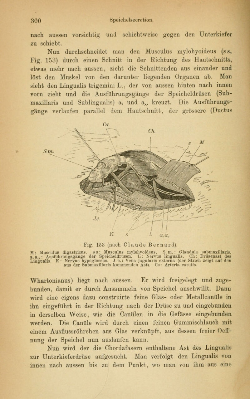 nach aussen vorsichtig und schichtweise gegen den Unterkiefer zu schiebt. Nun durchschneidet man den Musculus mylohyoideus (s s, Fig. 153) durch einen Schnitt in der Richtung des Hautschnitts, etwas mehr nach aussen, zieht die Schnittenden aus einander und löst den Muskel von den darunter liegenden Orgauen ab. Man sieht den Lingualis trigemini L., der von aussen hinten nach innen vorn zieht und die Ausführungsgänge der Speicheldrüsen (Sub- maxillaris und Subungualis) a, und a„ kreuzt. Die Ausführungs- gänge verlaufen parallel dem Hautschnitt, der grössere (Ductus Sm Fig. 153 (nach Claude Bernard). M : Musculus digastricus. s s : Musculus mylohyoideus, S. m.: Glandula submaxiilaris. a, a,,: Ausführungsgänge der Speicheldrüsen. L: Nervus lingualis. Ch: Drüsenast des Lingualis. K: Nervus hypoglossus. J. e.: Vena jugularis externa (der Strich zeigt auf den aus der Submaxiilaris kommenden Ast). Ca : Arteria carotis. Whartonianus) liegt nach aussen. Er wird freigelegt und zuge- bunden, damit er durch Ansammeln von Speichel anschwillt. Dann wird eine eigens dazu construirte feine Glas- oder Metallcantile in ihn eingeführt in der Richtung nach der Drüse zu und eingebunden in derselben Weise, wie die Canülen in die Gefässe eingebunden werden. Die Canüle wird durch einen feinen Gummischlauch mit einem Ausflussröhrchen aus Glas verknüpft, aus dessen freier Oeff- nung der Speichel nun auslaufen kann. Nun wird der die Chordafasern enthaltene Ast des Lingualis zur Unterkieferdrüse aufgesucht. Man verfolgt den Lingualis von innen nach aussen bis zu dem Punkt, wo man von ihm aus eine