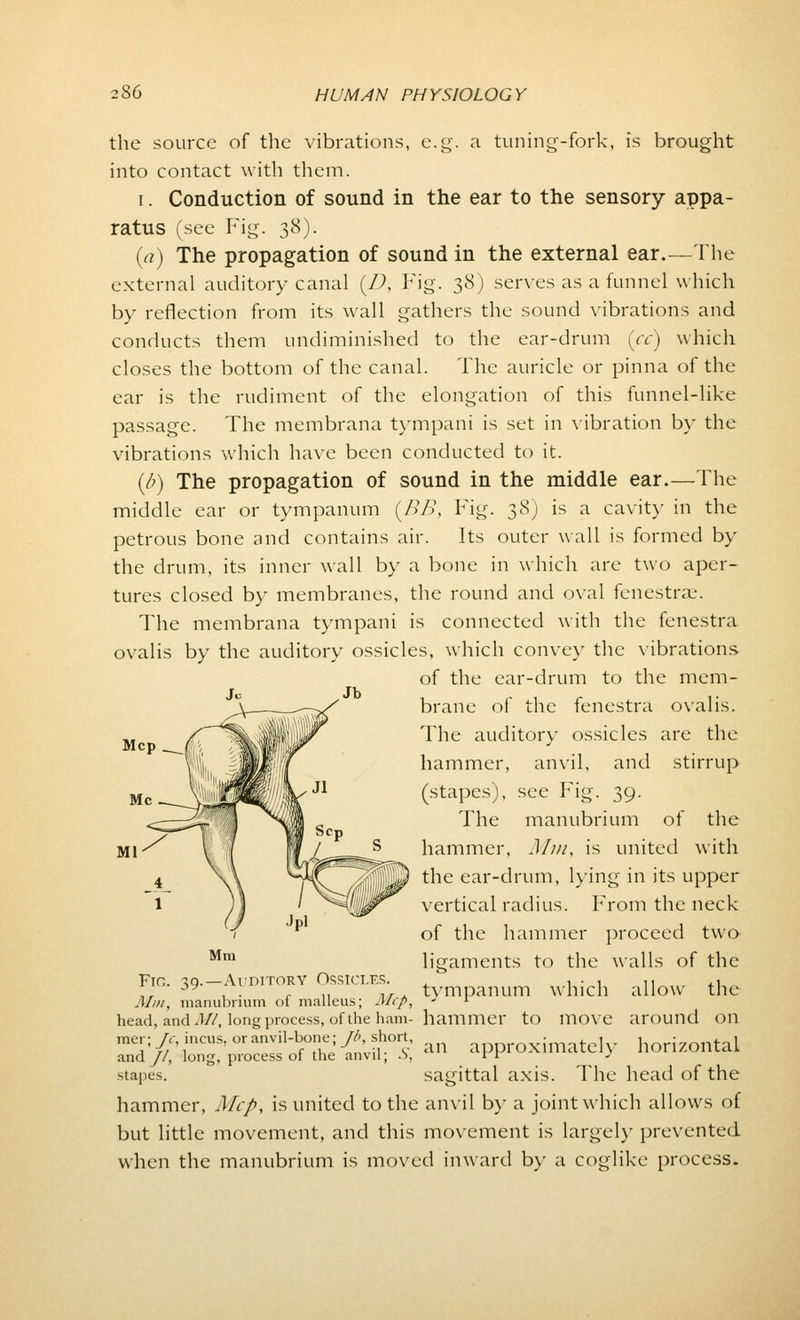 the source of the vibrations, e.g. a tuning-fork, is brought into contact with them. i. Conduction of sound in the ear to the sensory appa- ratus (see Fig. 38). (a) The propagation of sound in the external ear.—The external auditory canal (A Fig. 38) serves as a funnel which by reflection from its wall gathers the sound vibrations and conducts them undiminished to the ear-drum (cc) which closes the bottom of the canal. The auricle or pinna of the ear is the rudiment of the elongation of this funnel-like passage. The membrana tympani is set in vibration by the vibrations which have been conducted to it. (b) The propagation of sound in the middle ear.— The middle ear or tympanum (BB, Fig. 38) is a cavity in the petrous bone and contains air. Its outer wall is formed by the drum, its inner wall by a bone in which are two aper- tures closed by membranes, the round and oval fenestra,-. The membrana tympani is connected with the fenestra ovalis by the auditory ossicles, which convey the vibrations of the ear-drum to the mem- brane of the fenestra ovalis. The auditory ossicles are the hammer, anvil, and stirrup (stapes), see Fig. 39. The manubrium of the hammer, Mm, is united with the ear-drum, lying in its upper vertical radius. From the neck of the hammer proceed two ligaments to the walls of the Fin. -xq.—Auditory Ossicles. , . , ,, ,, :J jy , . „ wj. tympanum which allow the Mm, manubrium 01 malleus; Alcp, J l head, andJ//, long process, of the ham- hammer to move around Oil mer, £, incus, oranvUA^j+shovu approximately horizontal and //, long, process ol the anvil; .\ i l stapes. sagittal axis. The head of the hammer, Mcp, is united to the anvil by a joint which allows of but little movement, and this movement is largely prevented when the manubrium is moved inward by a coglike process. Mm