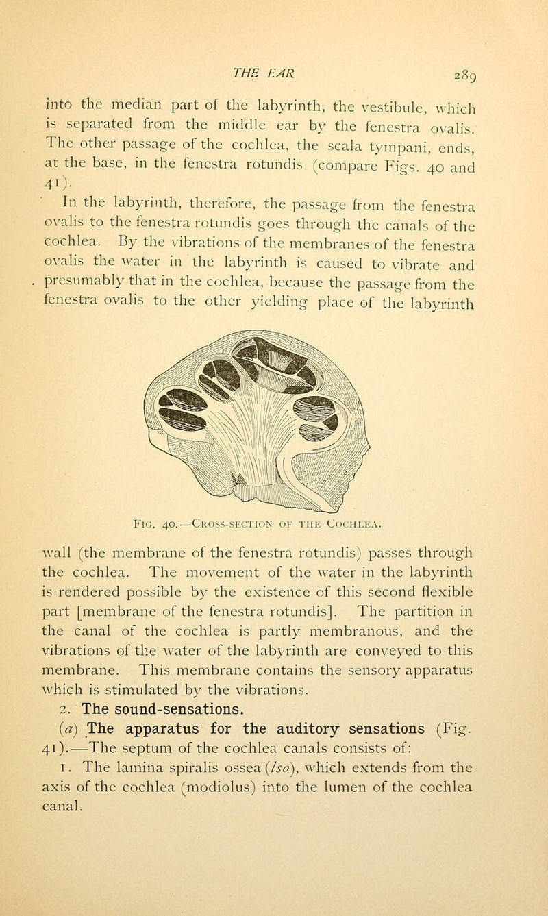 into the median part of the labyrinth, the vestibule, which is separated from the middle ear by the fenestra ovalis. The other passage of the cochlea, the scala tympani, ends, at the base, in the fenestra rotundis (compare Figs 40 and 40- In the labyrinth, therefore, the passage from the fenestra ovalis to the fenestra rotundis goes through the canals of the cochlea. By the vibrations of the membranes of the fenestra ovalis the water in the labyrinth is caused to vibrate and presumably that in the cochlea, because the passage from the fenestra ovalis to the other yielding place of the labyrinth Fig. 40.—Cross-section of the Cochlea. wall (the membrane of the fenestra rotundis) passes through the cochlea. The movement of the water in the labyrinth is rendered possible by the existence of this second flexible part [membrane of the fenestra rotundis]. The partition in the canal of the cochlea is partly membranous, and the vibrations of the water of the labyrinth are conveyed to this membrane. This membrane contains the sensory apparatus which is stimulated by the vibrations. 2. The sound-sensations. (a) The apparatus for the auditory sensations (Fig. 41).—The septum of the cochlea canals consists of: 1. The lamina spiralis ossea (/so), which extends from the axis of the cochlea (modiolus) into the lumen of the cochlea canal.