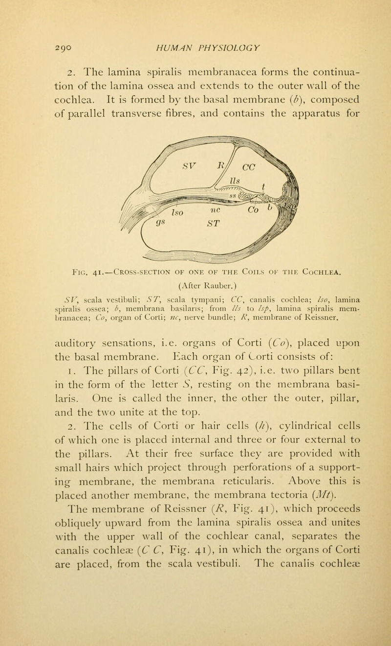 2. The lamina spiralis membranacea forms the continua- tion of the lamina ossea and extends to the outer wall of the cochlea. It is formed by the basal membrane (b), composed of parallel transverse fibres, and contains the apparatus for Fig. 41.—Cross-section of one of the Coils of the Cochlea. (After Rauber.) SI', scala vestibuli; ST, scala tympani; CC, canalis cochlea; /so, lamina spiralis ossea; /', membrana basilans; from lis to Isp, lamina spiralis mem- luanacea; Co, organ of Corti; nc, nerve bundle; R, membrane of Reissner. auditory sensations, i.e. organs of Corti (Co), placed upon the basal membrane. Each organ of Corti consists of: 1. The pillars of Corti (CC, Fig. 42), i.e. two pillars bent in the form of the letter S, resting on the membrana basi- laris. One is called the inner, the other the outer, pillar, and the two unite at the top. 2. The cells of Corti or hair cells (//), cylindrical cells of which one is placed internal and three or four external to the pillars. At their free surface they are provided with small hairs which project through perforations of a support- insf membrane, the membrana reticularis. Above this is placed another membrane, the membrana tectoria (Mt), The membrane of Reissner (A\ Fig. 41), which proceeds obliquely upward from the lamina spiralis ossea and unites with the upper wall of the cochlear canal, separates the canalis cochlea? (C C, Fig. 41), in which the organs of Corti are placed, from the scala vestibuli. The canalis cochle;e