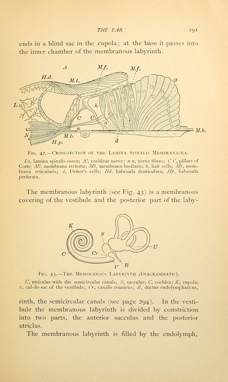 ends in a blind sac in the cupola; at the base it passes into the inner chamber of the membranous labyrinth. M.b. Fig. 42.—Cross-section of the Lamina Spiralis Membranacea. Lo, lamina spiralis ossea; N, cochlear nerve; 11 n, nerve fibres; C C, pillars of Corti; Mt, membrana tectoria; i\l/>, membrana basilaris; k, hair cells; Mf, mem- bran a reticularis; d, Deiter's cells; Hd, habenula denticulata; Hp, habenula perforata. The membranous labyrinth (see Fig. 43) is a membranous covering of the vestibule and the posterior part of the laby- Fig. 43.—The Membranous Labyrinth (Diagrammatic). U, utriculus with the semicircular canals; S, sacculus; C, cochlea; A~ cupola; v, cul-de-sac of the vestibule; Cr, canalis reuniens; R, ductus endolymphaticus. rinth, the semicircular canals (see page 294). In the vesti- bule the membranous labyrinth is divided by constriction into two parts, the anterior sacculus and the posterior utriclus. The membranous labyrinth is filled by the endolymph,