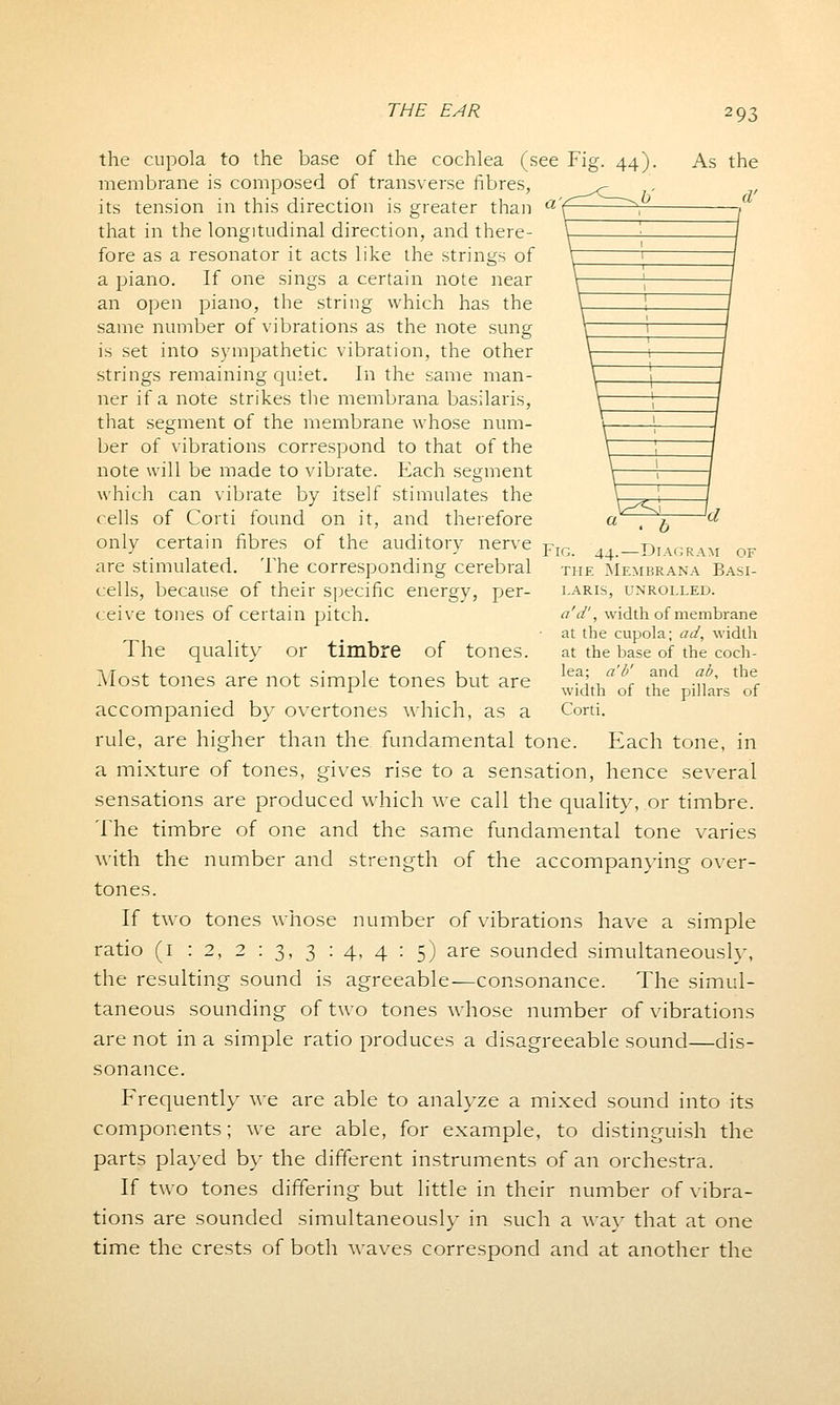 the cupola to the base of the cochlea (see Fig. 44). As the membrane is composed of transverse fibres, ^ , , its tension in this direction is greater than aV that in the longitudinal direction, and there- fore as a resonator it acts like the strings of a piano. If one sings a certain note near an open piano, the string which has the same number of vibrations as the note sung is set into sympathetic vibration, the other strings remaining quiet. In the same man- ner if a note strikes the membrana basilaris, that segment of the membrane whose num- ber of vibrations correspond to that of the note will be made to vibrate. Each segment which can vibrate by itself stimulates the cells of Corti found on it, and therefore only certain fibres of the auditory nerve FlG _Dia.grv are stimulated. The corresponding cerebral the Membrana Basi- cells, because of their specific energy, per- ceive tones of certain pitch. The quality or timbre of tones. Most tones are not simple tones but are accompanied by overtones which, as a rule, are higher than the fundamental tone. Each tone, in a mixture of tones, gives rise to a sensation, hence several sensations are produced which we call the quality, or timbre. The timbre of one and the same fundamental tone varies with the number and strength of the accompanying over- tones. If two tones whose number of vibrations have a simple ratio (1:2, 2:3, 3:4, 4:5; are sounded simultaneously, the resulting sound is agreeable—consonance. The simul- taneous sounding of two tones whose number of vibrations are not in a simple ratio produces a disagreeable sound—dis- sonance. Frequently we are able to analyze a mixed sound into its components; we are able, for example, to distinguish the parts played by the different instruments of an orchestra. If two tones differing but little in their number of vibra- tions are sounded simultaneously in such a way that at one time the crests of both waves correspond and at another the LARIS, UNROLLED. a'd', width of membrane at the cupola; ad, width at the base of the coch- lea; a'd' and ab, the width of the pillars of Corti.