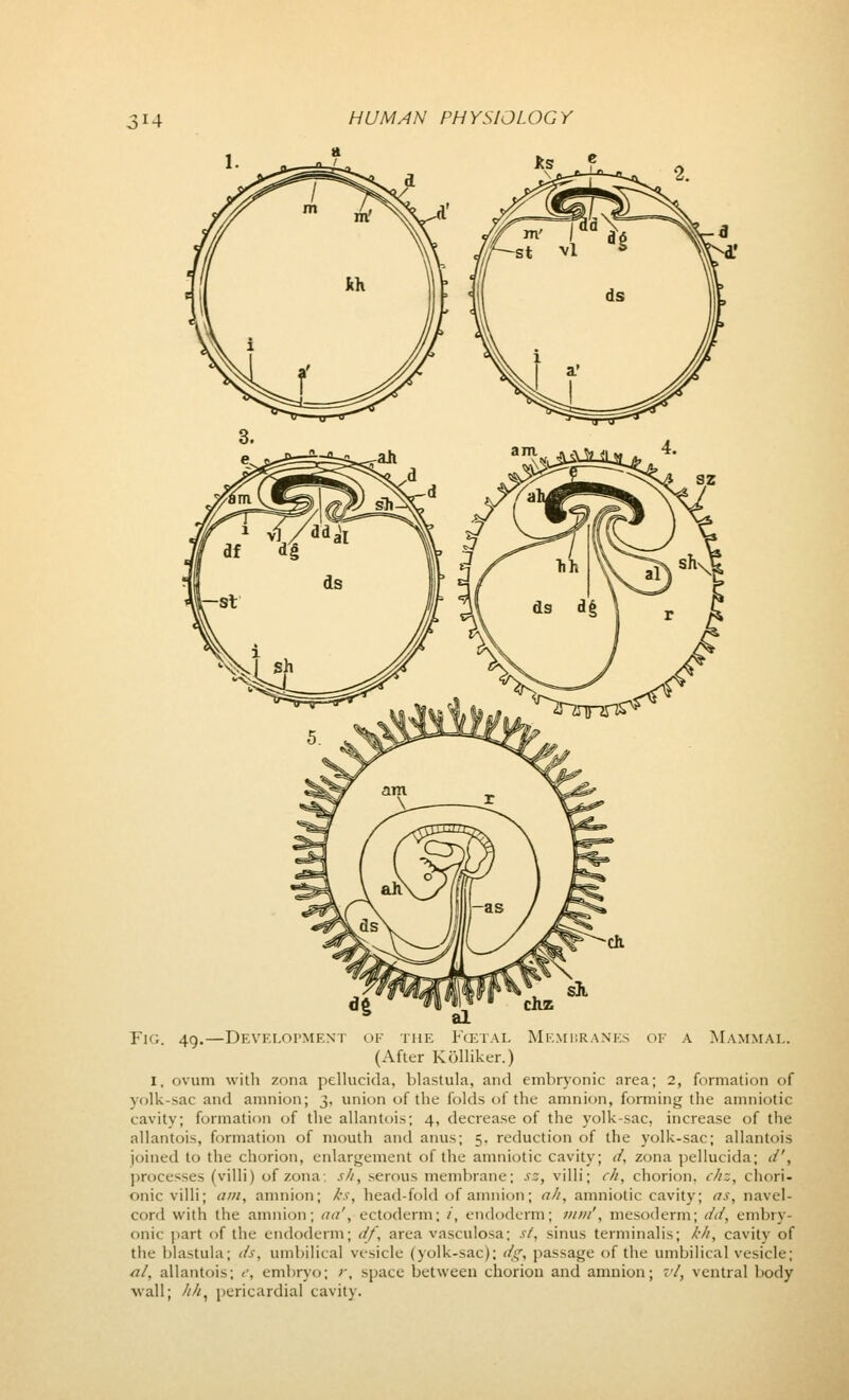3*4 Fig. 49.—Development of the Foetal Membranes of a Mammal. (After Kolliker.) 1, ovum with zona pellucida, blastula, and embryonic area; 2, formation of yolk-sac and amnion; 3, union of the folds of the amnion, forming the amniotic cavity; formation of the allantois; 4, decrease of the yolk-sac, increase of the allantoic, formation of mouth and anus; 5. reduction of the yolk-sac; allantois joined to the chorion, enlargement of the amniotic cavity; </. zona pellucida; </', processes (villi) of zona sA, serous membrane; sz, villi; ch, chorion, chz, chori- onic villi; am, amnion; ks, head-fold of amnion; ah, amniotic cavity; as, navel- cord with the amnion; <ut\ ectoderm; i, endoderm; mm', mesoderm; </</, embry- onic part of the endoderm; <//, area vasculosa; s(, sinus terminalis; kk, cavity of the blastula; ds, umbilical vesicle (yolk-sac); '/;', passage of the umbilical vesicle; al, allantois; <■, embryo; r, space between chorion and amnion; vl, ventral body wall; ////, pericardial cavity.