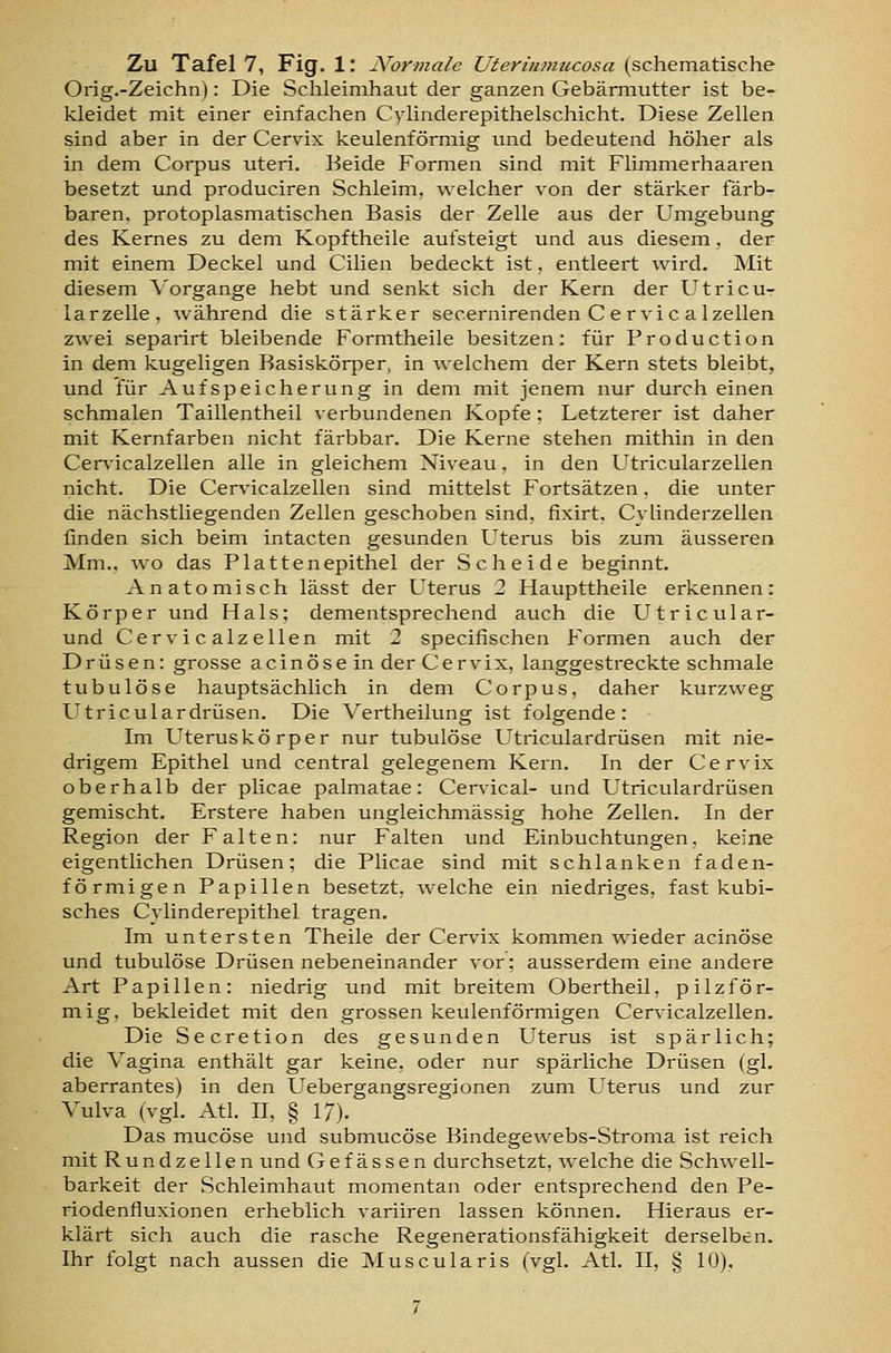 Orig.-Zeichn): Die Schleimhaut der ganzen Gebärmutter ist be- kleidet mit einer einfachen Cylinderepithelschicht. Diese Zellen sind aber in der Cervix keulenförmig und bedeutend höher als in dem Corpus uteri. Beide Formen sind mit Flimmerhaaren besetzt und produciren Schleim, welcher von der stärker färb- baren, protoplasmatischen Basis der Zelle aus der Umgebung des Kernes zu dem Kopftheile aufsteigt und aus diesem, der mit einem Deckel und Cilien bedeckt ist, entleert wird. Mit diesem \'organge hebt und senkt sich der Kern der Utricu- larzelle, während die stärker secernirenden C e rvic alzellen zwei separirt bleibende Formtheile besitzen: für Production in dem kugeligen Basiskörper, in welchem der Kern stets bleibt, und für Aufspeicherung in dem mit jenem nur durch einen schmalen Taillentheil verbundenen Kopfe; Letzterer ist daher mit Kernfarben nicht färbbar. Die Kerne stehen mithin in den Cervicalzellen alle in gleichem Niveau, in den Utricularzellen nicht. Die Cervicalzellen sind mittelst Fortsätzen, die unter die nächstliegenden Zellen geschoben sind, fixirt. Cylinderzellen finden sich beim intacten gesunden Uterus bis zum äusseren Mm., wo das Plattenepithel der Scheide beginnt. Anatomisch lässt der Uterus 2 Haupttheile erkennen: Körper und Hals; dementsprechend auch die Utricular- und Cervicalzellen mit 2 specifischen Formen auch der Drüsen: grosse acinösein der Cervix, langgestreckte schmale tubulöse hauptsächlich in dem Corpus, daher kurzweg Utriculardrüsen. Die Vertheilung ist folgende: Im Uteruskörper nur tubulöse Utriculardrüsen mit nie- drigem Epithel und central gelegenem Kern. In der Cervix oberhalb der plicae palmatae: Cervical- und Utriculardrüsen gemischt. Erstere haben ungleichmässig hohe Zellen. In der Region der Falten: nur Falten und Einbuchtungen, keine eigentlichen Drüsen; die Plicae sind mit schlanken faden- förmigen Papillen besetzt, welche ein niedriges, fast kubi- sches Cylinderepithel tragen. Im untersten Theile der Cervix kommen wieder acinöse und tubulöse Drüsen nebeneinander vor; ausserdem eine andere Art Papillen: niedrig und mit breitem Obertheil. pilzför- mig, bekleidet mit den grossen keulenförmigen Cervicalzellen. Die Secretion des gesunden Uterus ist spärlich; die Vagina enthält gar keine, oder nur spärliche Drüsen (gl. aberrantes) in den Uebergangsregionen zum Uterus und zur Vulva (vgl. Atl. II, § 17). Das mucöse und submucöse Bindegewebs-Stroma ist reich mit Rundzellen und Gefässen durchsetzt, welche die Schwell- barkeit der Schleimhaut momentan oder entsprechend den Pe- riodenfluxionen erheblich variiren lassen können. Hieraus er- klärt sich auch die rasche Regenerationsfähigkeit derselben. Ihr folgt nach aussen die Muscularis (vgl. Atl. II, § 10),