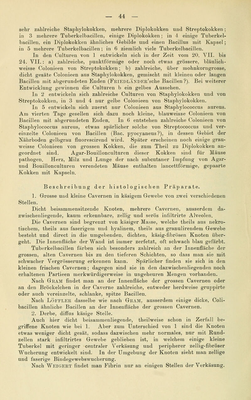 sehr zahlreiche Staphylokokken, mehrere Diplokokken und Streptokokken; in 3 mehrere Tuberkelbacillen, einige Diplokokken; in 4 einige Tuberkel- bacillen, ein Diplokokken ähnliches Gebilde und einen Bacillus mit Kapsel; in 5 mehrere Tuberkelbacillen; in 6 ziemlich viele Tuberkelbacillen. In den Culturen von 1 entwickeln sich in der Zeit vom 20. VII. bis 24. VII.: a) zahlreiche, punktförmige oder noch etwas grössere, bläulich- weisse Colonieen von Streptokokken; b) zahlreiche, über mohnkorngrosse, dicht gesäte Colonieen aus Staphylokokken, gemischt mit kleinen oder langen Bacillen mit abgerundeten Enden (FEiEDLÄNDER'sche Bacillen?). Bei weiterer Entwicklung gewinnen die Culturen b ein gelbes Aussehen. In 2 entwickeln sich zahlreiche Culturen von Staphylokokken und von Streptokokken, in 3 und 4 nur gelbe Colonieen von Staphylokokken. In 5 entwickeln sich zuerst nur Colonieen aus Staphylococcus aureus. Am vierten Tage gesellen sich dazu noch kleine, blauweisse Colonieen von Bacillen mit abgerundeten Enden. In 6 entstehen zahlreiche Colonieen von Staphylococcus aureus, etwas spärlicher solche von Streptococcus und ver- einzelte Colonieen von Bacillen (Bac. pyocyaneus ?), in dessen Gebiet der Nährboden gelbgrau fluorescirend wird. Später erscheinen noch einige grau- weisse Colonieen von grossen Kokken, die zum Theil zu Diplokokken an- geordnet sind. Agar-Bouillonculturen dieser Kokken sind für Mäuse pathogen. Herz, Milz und Lunge der nach subcutaner Impfung von Agar- und Bouillonculturen verendeten Mäuse enthalten lancettförmige, gepaarte Kokken mit Kapseln. Beschreibung der histologischen Präparate. 1. Grosse und kleine Cavernen in käsigem Gewebe von zwei verschiedenen Stellen. Dicht beisammensitzende Knoten, mehrere Cavernen, ausserdem da- zwischenliegende, kaum erkennbare, zellig und serös infiltrirte Alveolen. Die Cavernen sind begrenzt von käsiger Masse, welche theils aus nekro- tischem, theils aus faserigem und hyalinem, theils aus granulirendem Gewebe besteht und direct in die umgebenden, dichten, käsig-fibrösen Knoten über- geht. Die Innenfläche der Wand ist immer zerfetzt, oft schwach blau gefärbt. Tuberkelbacillen färben sich besonders zahlreich an der Innenfläche der grossen, alten Cavernen bis zu den tieferen Schichten, so dass man sie mit schwacher Vergrösserung erkennen kann. Spärlicher finden sie sich in den kleinen frischen Cavernen; dagegen sind sie in den dazwischenliegenden noch erhaltenen Partieen merkwürdigerweise in ungeheuren Mengen vorhanden. Nach Gram findet man an der Innenfläche der grossen Cavernen oder an den Bröckelchen in der Caverne zahlreiche, entweder herdweise gruppirte oder auch vereinzelte, schlanke, spitze Bacillen. Nach LÖFFLER dasselbe wie nach Gram, ausserdem einige dicke, Coli- bacillen ähnliche Bacillen an der Innenfläche der grossen Cavernen. 2. Derbe, difius käsige Stelle. Auch hier dicht beisammenliegende, theilweise schon in Zerfall be- griffene Knoten wie bei 1. Aber zum Unterschied von 1 sind die Knoten etwas weniger dicht gesät, sodass dazwischen mehr normales, nur mit Rund- zellen stark infiltrirtes Gewebe geblieben ist, in welchem einige kleine Tuberkel mit geringer centraler Verkäsung und peripherer zellig-fibröser Wucherung entwickelt sind. In der Umgebung der Knoten sieht man zellige und faserige Bindegewebswucherung. Nach Weigert findet man Fibrin nur an einigen Stellen der Verkäsung.