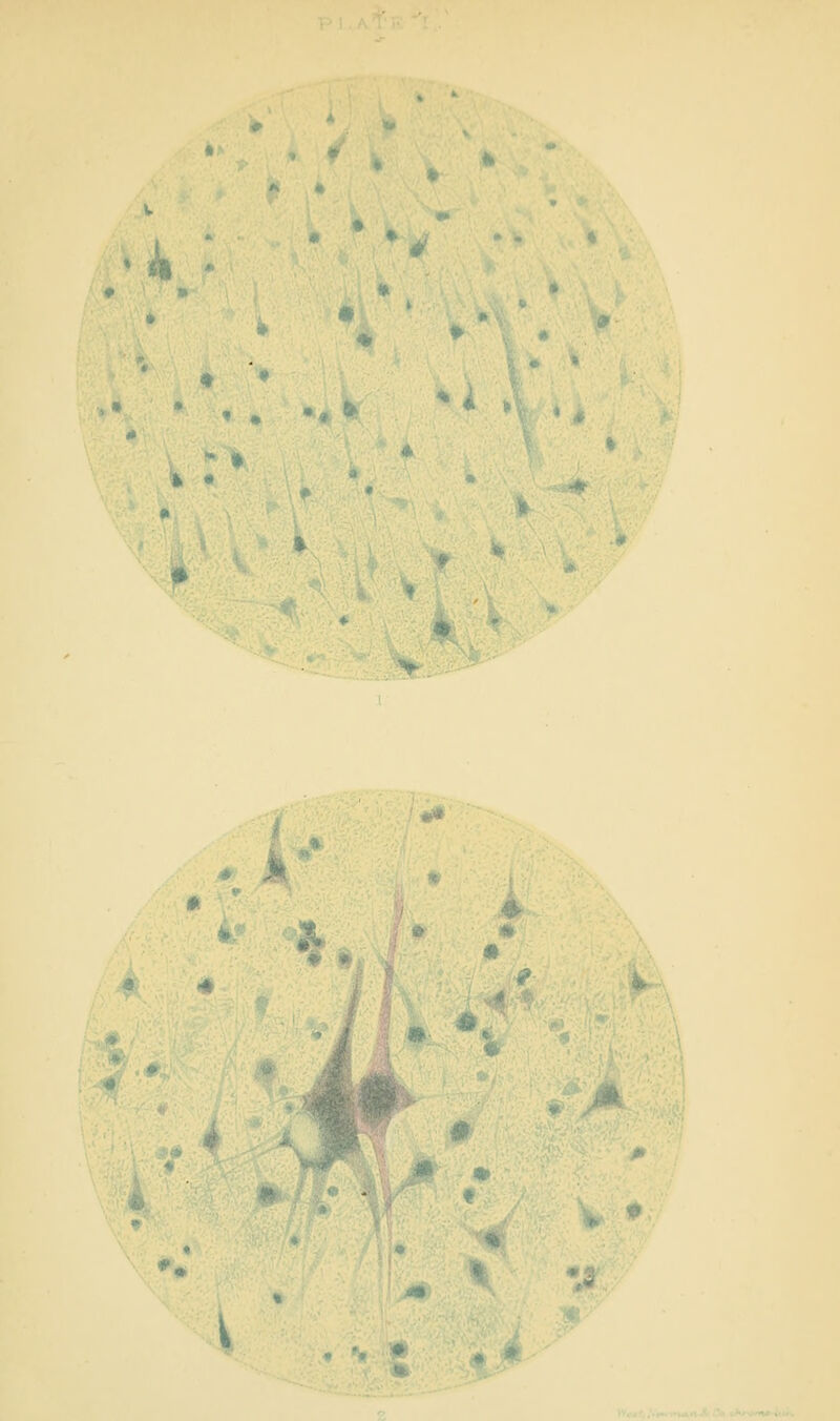 k : • • % • • , , .» fi^ k • >