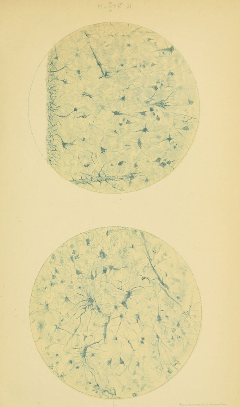 ai \ -^ *^^ tt^->- Cv ^N ^C'^ d *■ -^ - ■ A V \