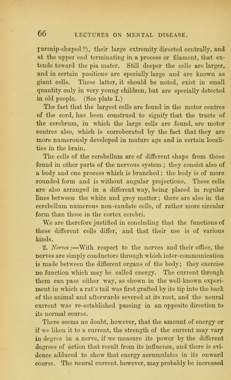 parsnip-shaped?), their large extremity directed centrally, and at the upper end terminating in a process or filament, that ex- tends toward the pia mater. Still deeper the colls are larger, and in certain positions are specially large and are known as giant cells. These latter, it should be noted, exist in small quantity only in very young children, hut are specially detected in old people. (See plate I.) The fact that the largest cells are found in the motor centres of the cord, has been construed to signify that the tracts of the cerebrum, in which the large cells are found, are motor centres also, which is corroborated by the fact that they are more numerously developed in mature age and in certain locali- ties in the brain. The cells of the cerebellum are of different shape from those found in other parts of the nervous system ; they consist also of a body and one process which is branched ; the body is of more rounded form and is without angular projections. These cells are also arranged in a different way, being placed in regular lines between the white and grey matter ; there are also in the cerebellum numerous non-caudate cells, of rather more circular form than those in the cortex cerebri. We are therefore justified in concluding that the functions of these different cells differ, and that their use is of various kinds. 2. Nerves:—With respect to the nerves and their office, the nerves are simply conductors through which inter-communication is made between the different organs of the body; they exercise no function which may be called energy. The current through them can pass either way, as shown in the well-known experi- ment in which a rat's tail was first grafted by its tip into the back of the animal and afterwards severed at its root, and the neural current was re-established passing in an opposite direction to its normal course. There seems no doubt, however, that the amount of energy or if we liken it to a current, the strength of the current may vary in degree in a nerve, if we measure its power by the different degrees of action that result from its influence, and there is evi- dence adduced to show that energy accumulates in its onward course. The neural current, however, may probably be increased