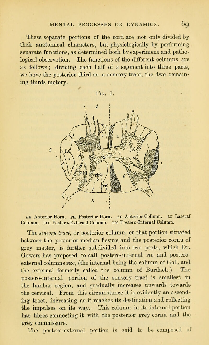 These separate portions of the cord are not only divided by then- anatomical characters, but physiologically by performing separate functions, as determined both by experiment and patho- logical observation. The functions of the different columns are as follows ; dividing each half of a segment into three parts, we have the posterior third as a sensory tract, the two remam- ing thirds motory. Fig. 1. AH Anterior Horn, ph Posterior Horn. AC Anterior Column. LC Lateral Column. PEC Postero-External Column, ric Postero-Internal Column. The sensory tract, or posterior column, or that portion situated between the posterior median fissure and the posterior cornu of grey matter, is further subdivided into two parts, which Dr. Gowers has proposed to call postero-internal pic and postero- external columns pec, (the internal being the column of Goll, and the external formerly called the column of Burdach.) The postero-internal portion of the sensory tract is smallest in the lumbar region, and gradually increases upwards towards the cervical. From this circumstance it is evidently an ascend- ing tract, increasing as it reaches its destination and collecting the impulses on its way. This column in its internal portion has fibres connecting it with the posterior grey cornu and the grey commissure. The postero-external portion is said to bo composed of