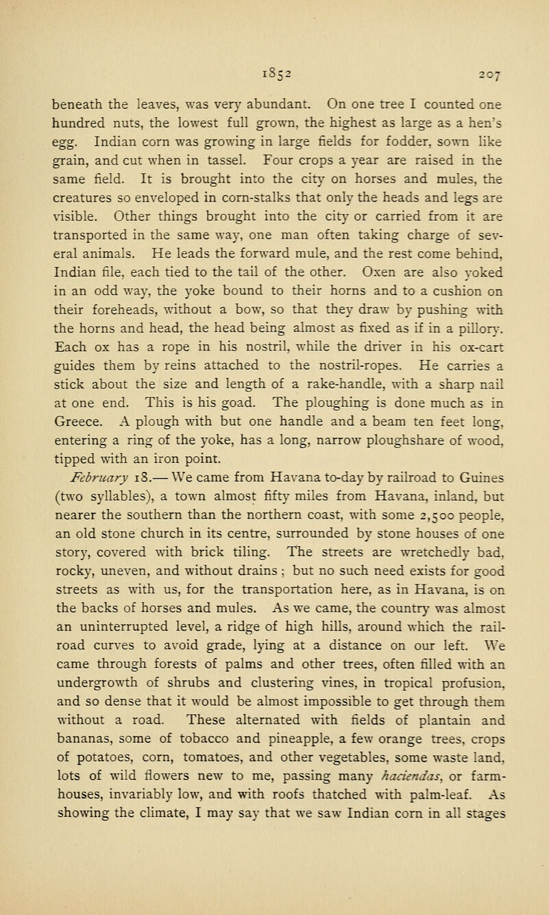 beneath the leaves, was very abundant. On one tree I counted one hundred nuts, the lowest full grown, the highest as large as a hen's egg. Indian corn was growing in large fields for fodder, sown like grain, and cut when in tassel. Four crops a year are raised in the same field. It is brought into the city on horses and mules, the creatures so enveloped in corn-stalks that only the heads and legs are visible. Other things brought into the city or carried from it are transported in the same way, one man often taking charge of sev- eral animals. He leads the forward mule, and the rest come behind, Indian file, each tied to the tail of the other. Oxen are also yoked in an odd way, the yoke bound to their horns and to a cushion on their foreheads, without a bow, so that they draw by pushing with the horns and head, the head being almost as fixed as if in a piUor}-. Each ox has a rope in his nostril, while the driver in his ox-cart guides them by reins attached to the nostril-ropes. He carries a stick about the size and length of a rake-handle, with a sharp nail at one end. This is his goad. The ploughing is done much as in Greece. A plough with but one handle and a beam ten feet long, entering a ring of the yoke, has a long, narrow ploughshare of wood, tipped with an iron point. February 18.— We came from Havana to-day by railroad to Guines (two syllables), a town almost fifty miles from Havana, inland, but nearer the southern than the northern coast, with some 2,500 people, an old stone church in its centre, surrounded by stone houses of one story, covered with brick tiling. The streets are wretchedly bad, rocky, uneven, and without drains ; but no such need exists for good streets as with us, for the transportation here, as in Havana, is on the backs of horses and mules. As we came, the country was almost an uninterrupted level, a ridge of high hills, around which the rail- road curves to avoid grade, lying at a distance on our left. We came through forests of palms and other trees, often filled with an undergrowth of shrubs and clustering vines, in tropical profusion, and so dense that it would be almost impossible to get through them without a road. These alternated with fields of plantain and bananas, some of tobacco and pineapple, a few orange trees, crops of potatoes, corn, tomatoes, and other vegetables, some waste land, lots of wild flowers new to me, passing many haciendas, or farm- houses, invariably low, and with roofs thatched with palm-leaf. As showing the climate, I may say that we saw Indian com in all stages