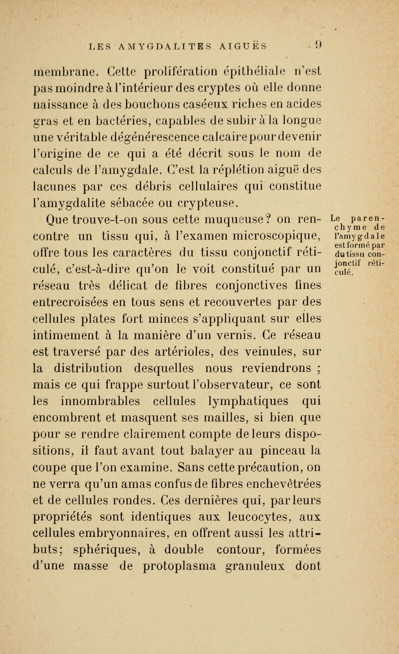 membrane. Cette prolifération épithéliale n'est pas moindre à l'intérieur des cryptes où elle donne naissance à des bouchons caséeux riches en acides gras et en bactéries, capables de subir a la longue une véritable dégénérescence calcaire pour devenir l'origine de ce qui a été décrit sous le nom de calculs de l'amygdale. C'est laréplétion aiguë des lacunes par ces débris cellulaires qui constitue l'amygdalite sébacée ou crypteuse. Que trouve-t-on sous cette muqueuse? on ren- Le paren- ^ . chymede contre un tissu qui, à l'examen microscopique, l'amygdaie offre tous les caractères du tissu conjonctif réti- duUssucSn- culé, c'est-à-dire qu'on le voit constitué par un J.u°é.^' réseau très délicat de fibres conjonctives fines entrecroisées en tous sens et recouvertes par des cellules plates fort minces s'appliquant sur elles intimement à la manière d'un vernis. Ce réseau est traversé par des artérioles, des veinules, sur la distribution desquelles nous reviendrons ; mais ce qui frappe surtout l'observateur, ce sont les innombrables cellules lymphatiques qui encombrent et masquent ses mailles, si bien que pour se rendre clairement compte de leurs dispo- sitions, il faut avant tout balayer au pinceau la coupe que l'on examine. Sans cette précaution, on ne verra qu'un amas confus de fibres enchevêtrées et de cellules rondes. Ces dernières qui, parleurs propriétés sont identiques aux leucocytes, aux cellules embryonnaires, en offrent aussi les attri- buts; sphériques, à double contour, formées d'une masse de protoplasma granuleux dont