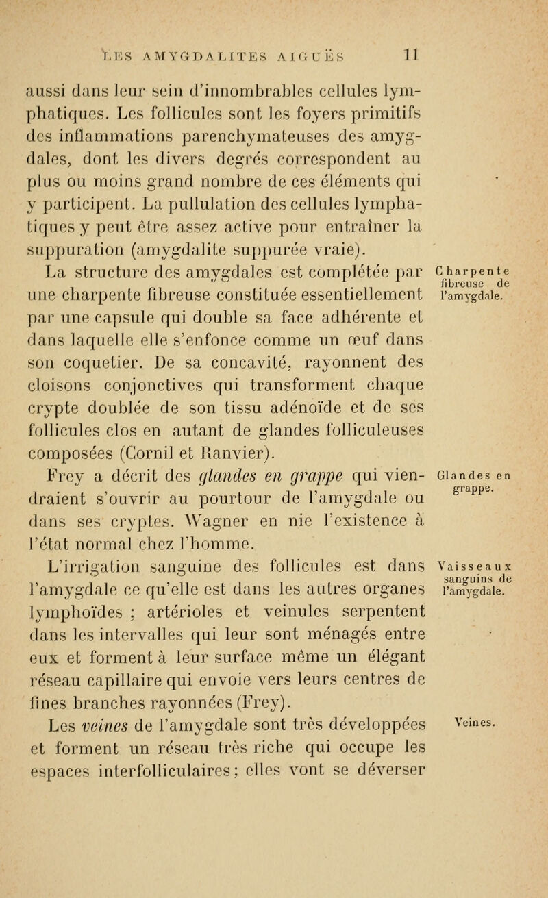 aussi dans leur sein d'innombrables cellules lym- phatiques. Les follicules sont les foyers primitifs des inflammations parenchymateuses des amyg- dales, dont les divers degrés correspondent au plus ou moins grand nombre de ces éléments qui y participent. La pullulation des cellules lympha- tiques y peut être assez active pour entraîner la suppuration (amygdalite suppurée vraie). La structure des amycrdales est complétée par Charpente , . i, fibreuse de une charpente fibreuse constituée essentiellement l'amygdaie. par une capsule qui double sa face adhérente et dans laquelle elle s'enfonce comme un œuf dans son coquetier. De sa concavité, rayonnent des cloisons conjonctives qui transforment chaque crypte doublée de son tissu adénoïde et de ses follicules clos en autant de glandes folliculeuses composées (Gornil et llanvierj. Frey a décrit des glandes en grappe qui vien- Glandes en . . in 11 grappe. draient s ouvrir au pourtour de 1 amygdale ou dans ses cryptes. Wagner en nie l'existence à l'état normal chez l'homme. L'irrigation sanguine des follicules est dans Vaisseaux l'amygdale ce qu'elle est dans les autres organes i'am°ygdaie. lymphoïdes ; artérioles et veinules serpentent dans les intervalles qui leur sont ménagés entre eux et forment à leur surface même un élégant réseau capillaire qui envoie vers leurs centres de fines branches rayonnées (Frey). Les veines de l'amygdale sont très développées veines, et forment un réseau très riche qui occupe les espaces interfolliculaires; elles vont se déverser