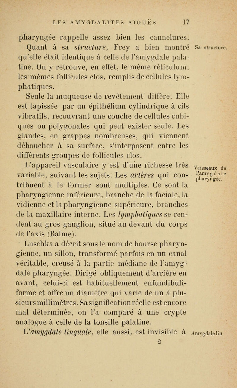 Vaisseaux de l'amy g d a i e pharyngée. pharyngée rappelle assez bien les cannelures. Quant à sa structure, Frey a bien montré Sa structure, qu'elle était identique à celle de l'amygdale jDala- tine. On y retrouve, en effet, le même réticulum, les mêmes follicules clos, remplis de cellules lym- phatiques. Seule la muqueuse de revêtement diffère. Elle est tapissée par un épithélium cj'lindrique à cils vibratils, recouvrant une couche de cellules cubi- ques ou polygonales qui peut exister seule. Les glandes, en grappes nombreuses, qui viennent déboucher à sa surface, s'interposent entre les différents groupes de follicules clos. L'appareil vasculaire y est d'une richesse très variable, suivant les sujets. Les artères qui con- tribuent à le former sont multiples. Ce sont la phaiyngienne inférieure, branche de la faciale, la vidienne et la pharyngienne supérieure, branches de la maxillaire interne. Les lymphatiques se ren- dent au gros ganglion, situé au devant du corps de l'axis (Balme). Luschka a décrit sous le nom de bourse pharyn- gienne, un sillon, transformé parfois en un canal véritable, creusé à la partie médiane de l'amyg- dale phar^mgée. Dirigé obliquement d'arrière en avant, celui-ci est habituellement enfundibuli- forme et offre un diamètre qui varie de un à plu- sieurs millimètres. Sasignificationréelle est encore mal déterminée, on l'a comparé à une crypte analogue à celle de la tonsille palatine. Vamygdale linguale, elle aussi, est invisible à 2 AmVordale lia