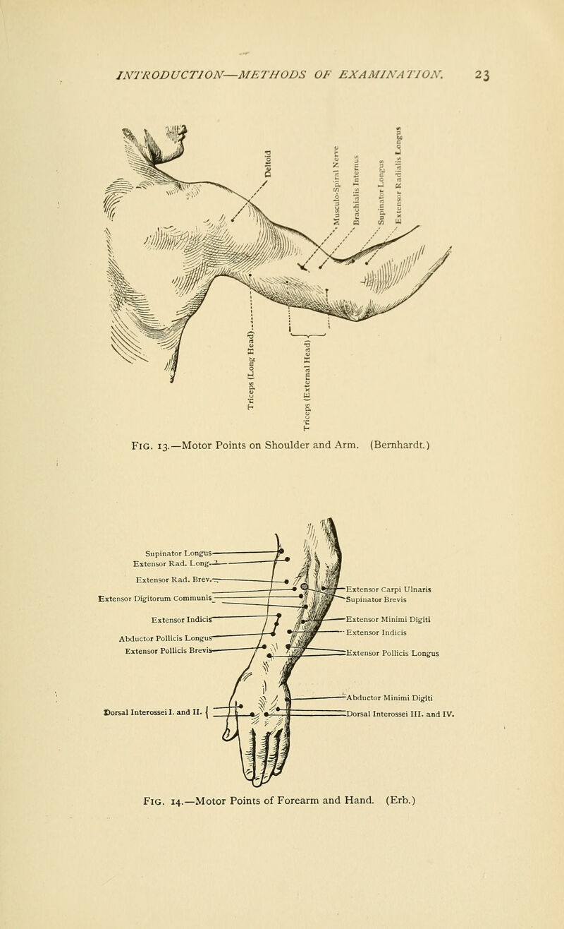Fig. 13.—Motor Points on Shoulder and Arm. (Bernhardt.) Supinator Longus Extensor Rad. Long- Extensor Rad. Brev.- Extensor Digitorum Communis Extensor Indicis' Abductor Pollicis Longu: Extensor Pollicis Brevi! Dorsal Interosseil. and II. | Extensor Carpi Ulnaris Supinator Brevis Extensor Minimi Digiti Extensor Indicis Extensor Pollicis Longus Abductor Minimi Digiti Dorsal Interossei III. and IV. Fig. 14.—Motor Points of Forearm and Hand. (Erb.)